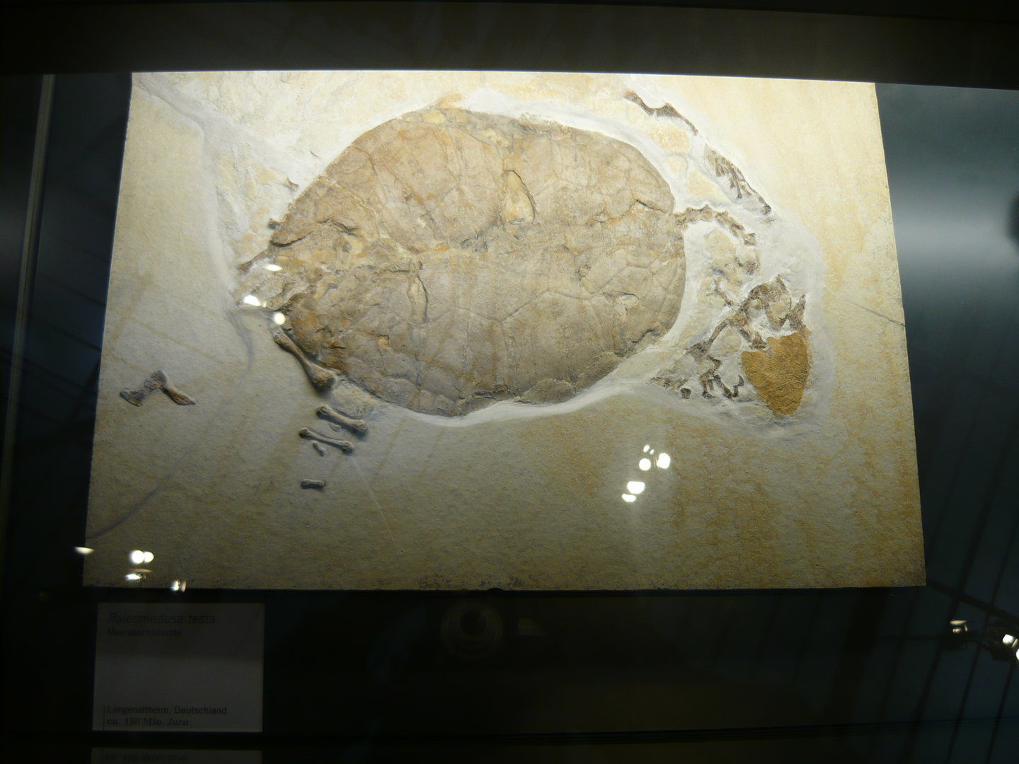 Palaeomedusa testa
