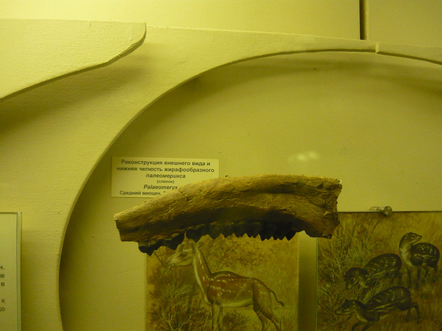 Palaeomeryx jaw bone with teeth
