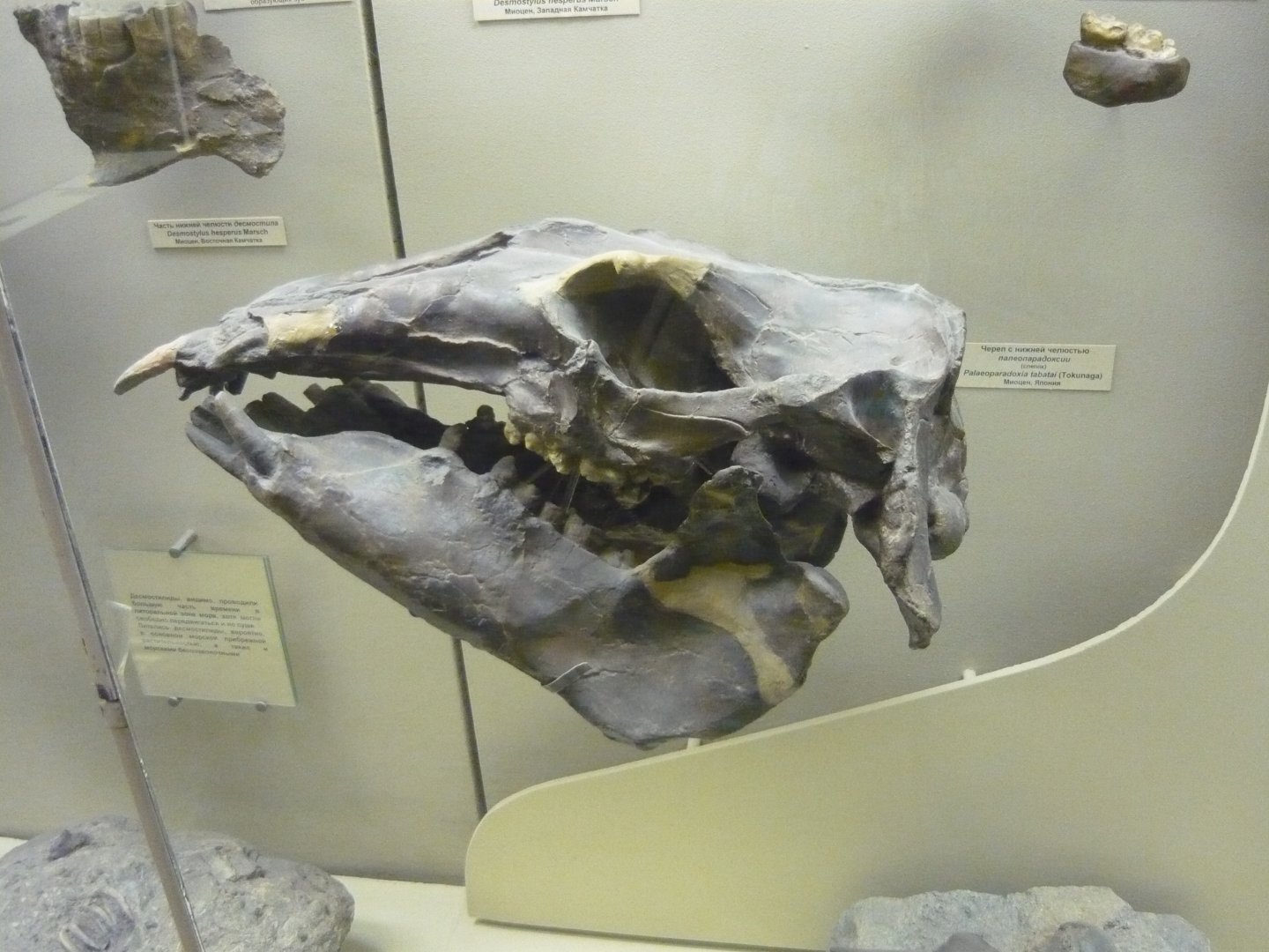Palaeoparadoxia tabatai skull (cast)