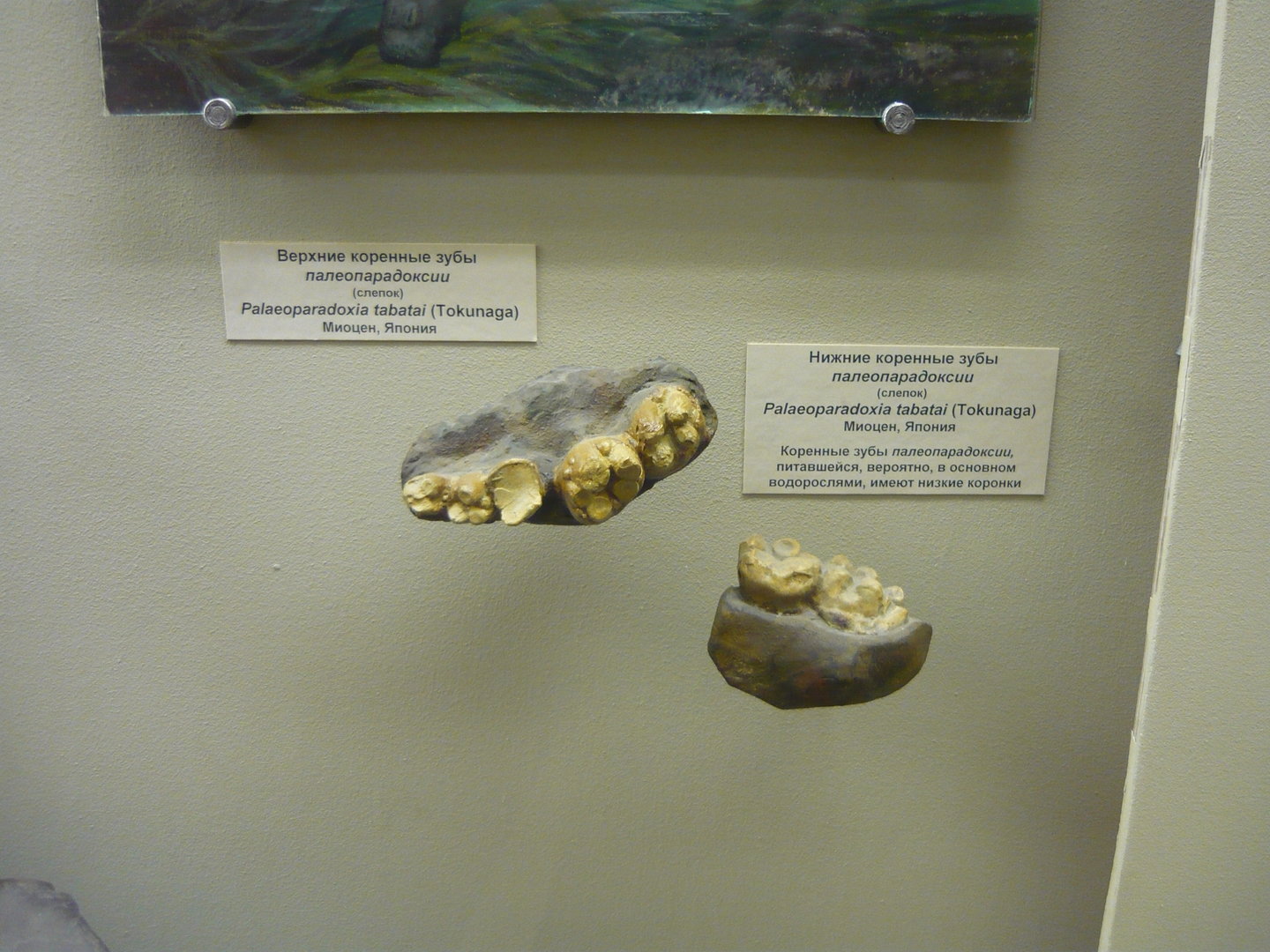 Palaeoparadoxia tabatai teet (casts)