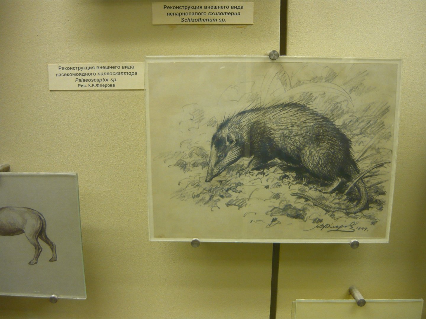 Palaeoscaptor sp. reconstruction