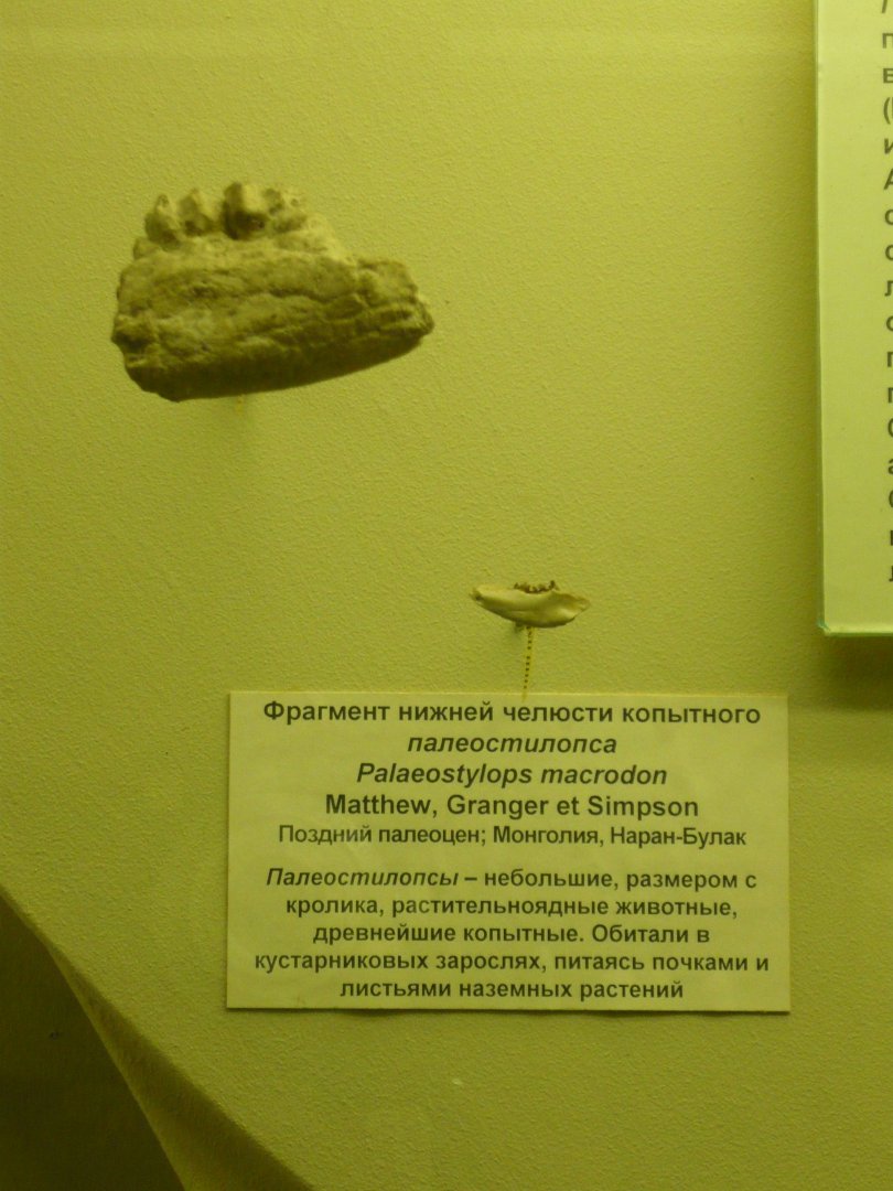 Palaeostylops macrodon mandible fragment