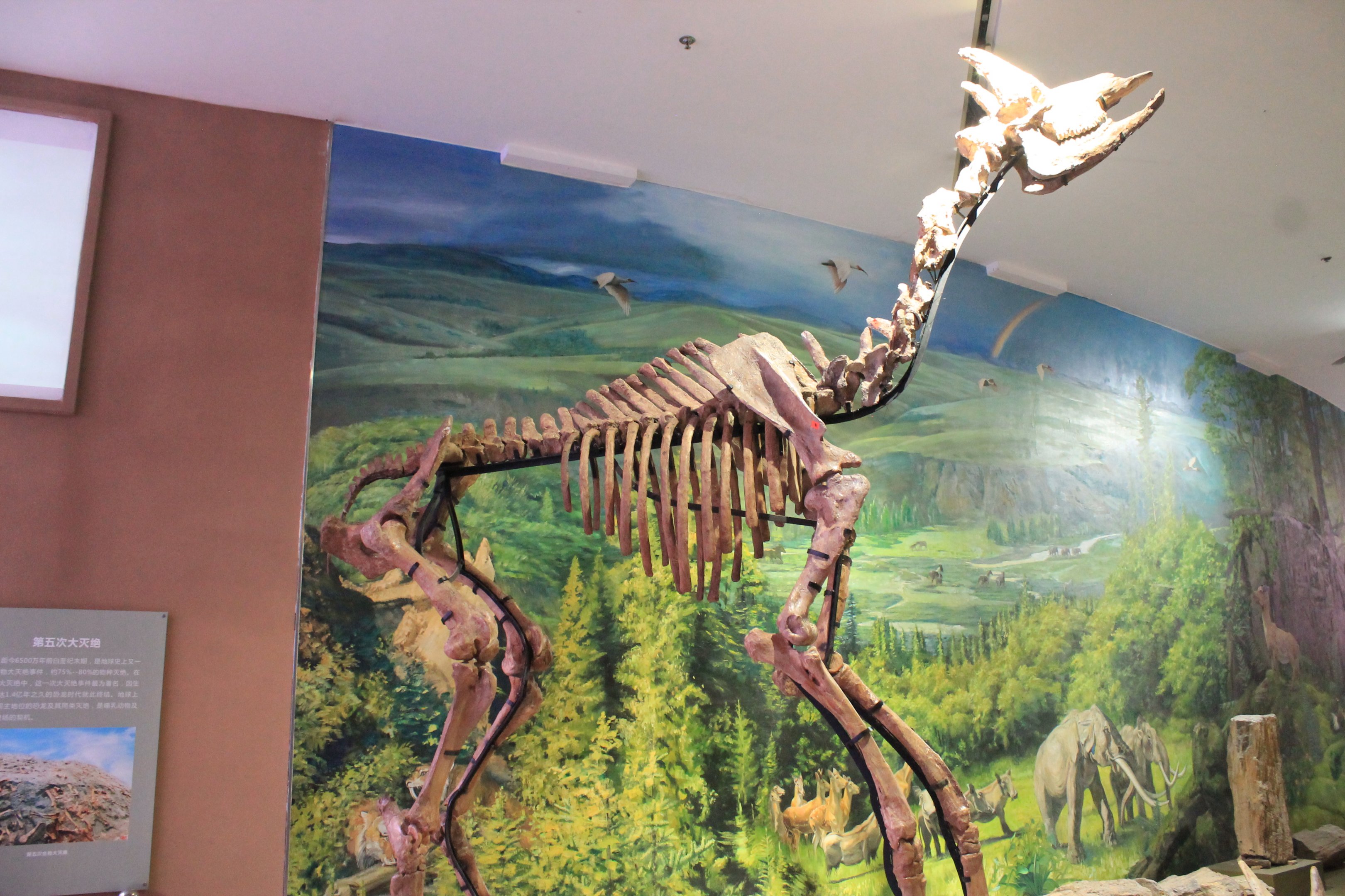 Palaeotragus (giraffid) - Shaanxi Nature Museum