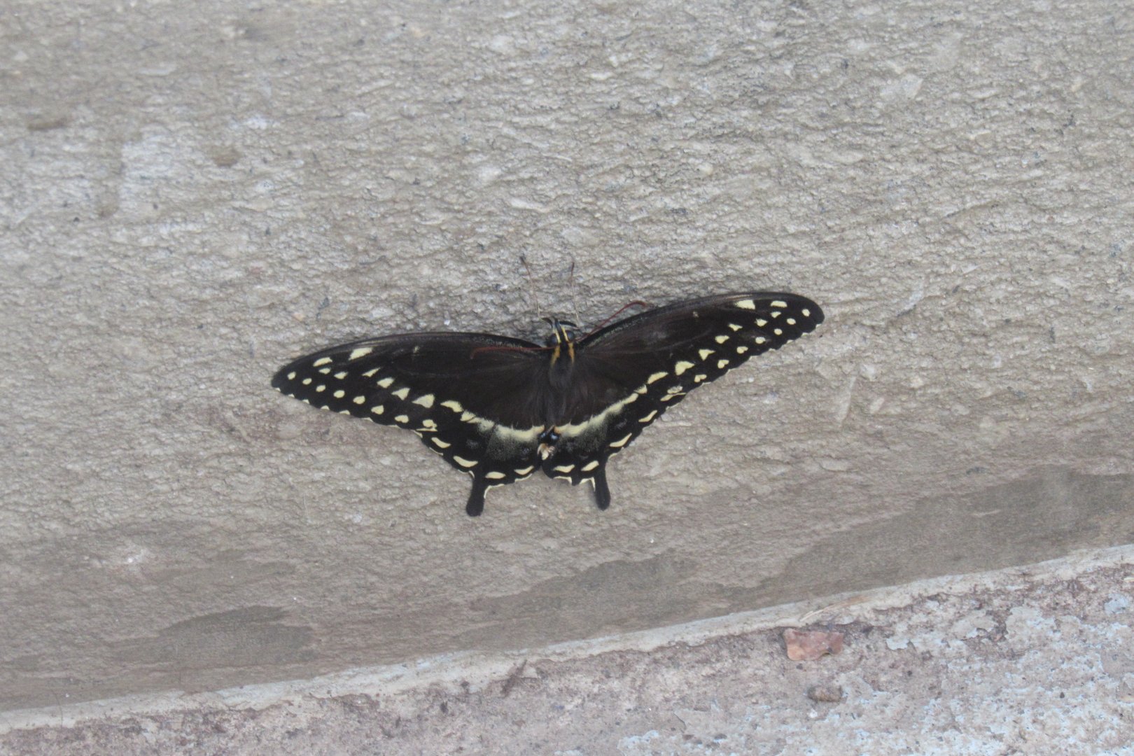 palamedes swallowtail