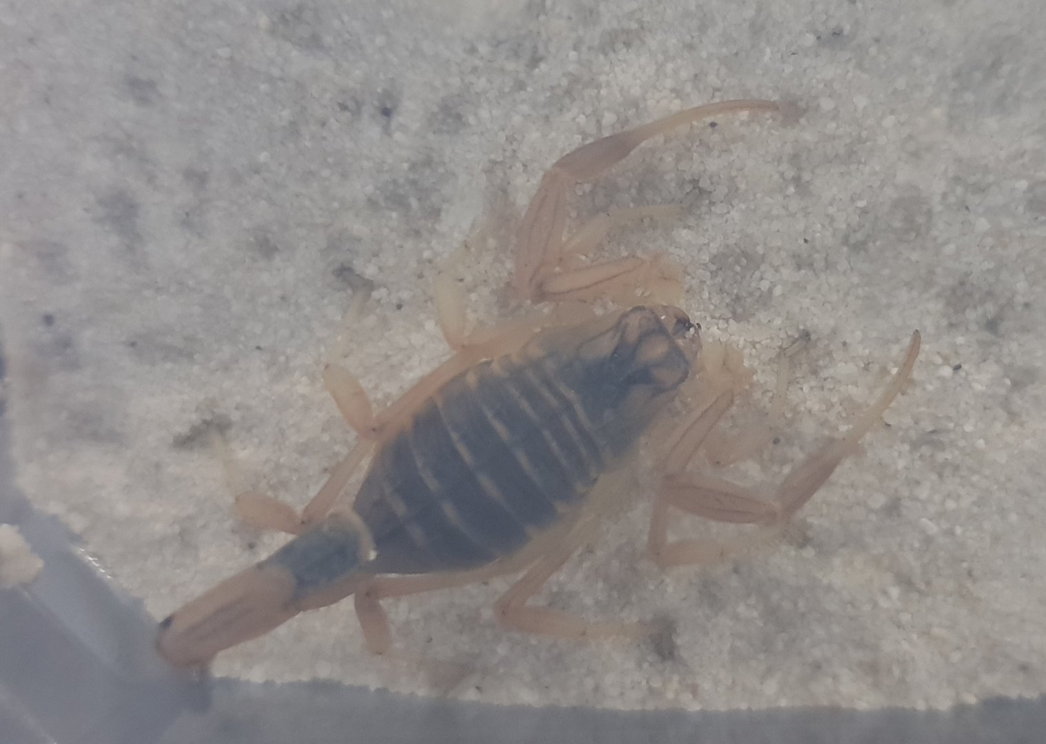 Palastine yellow scorpion - Leiuras quinquestratus