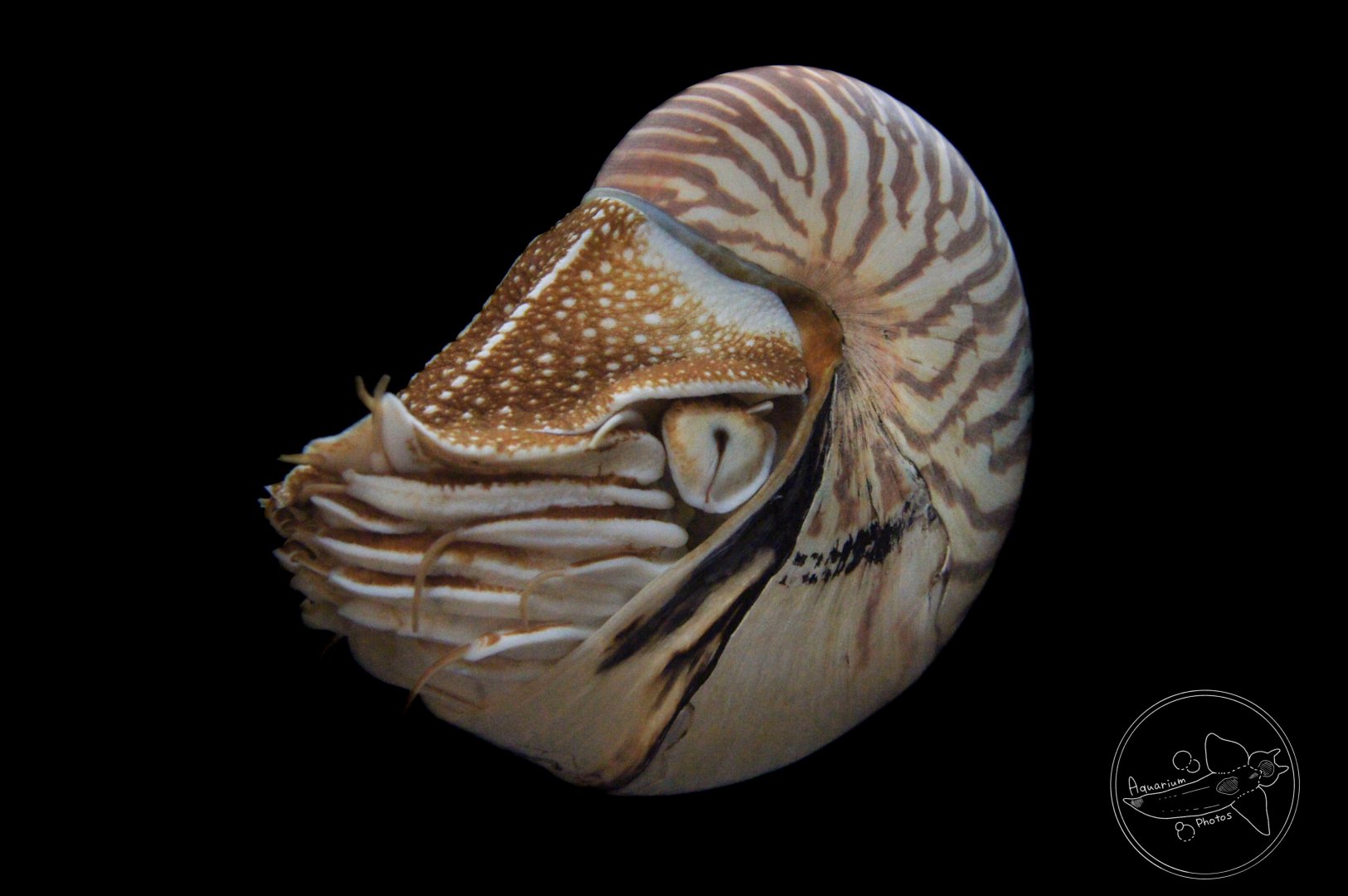 Palau Nautilus (Nautilus belauensis)