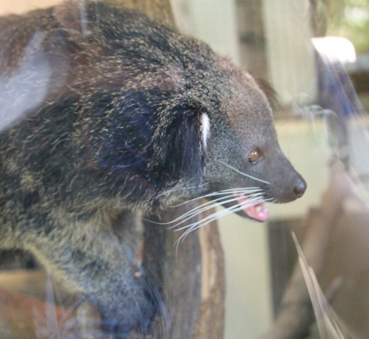 Palawan bearcat (Arctictis binturong whitei)