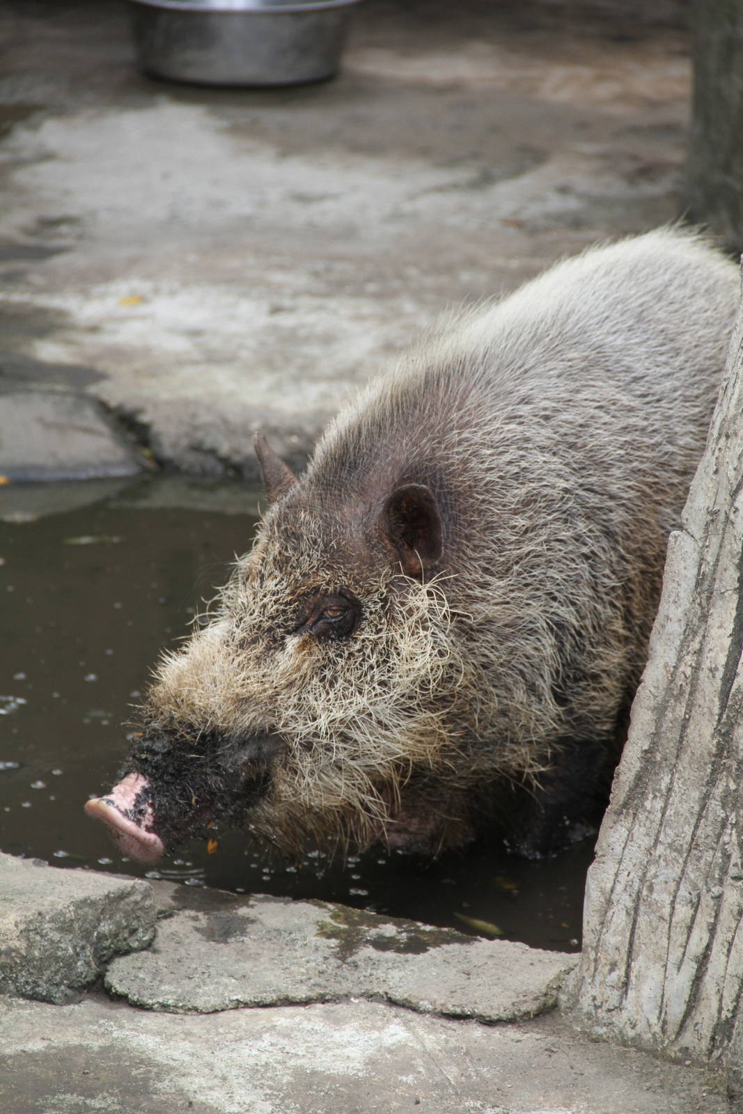 Palawan Bearded Pig (Sus ahoenobarbus)