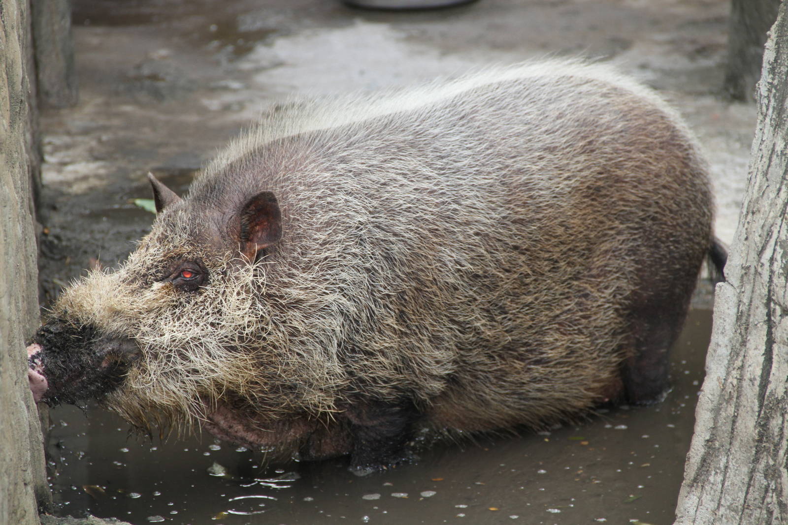 Palawan Bearded Pig (Sus ahoenobarbus)