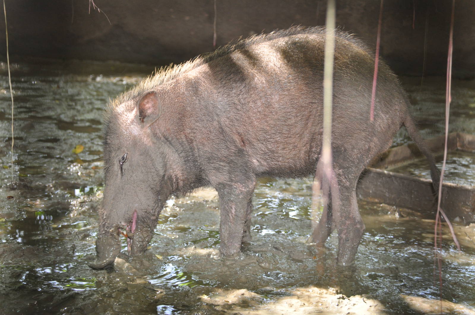 Palawan bearded pig/ Sus ahoenobarbus