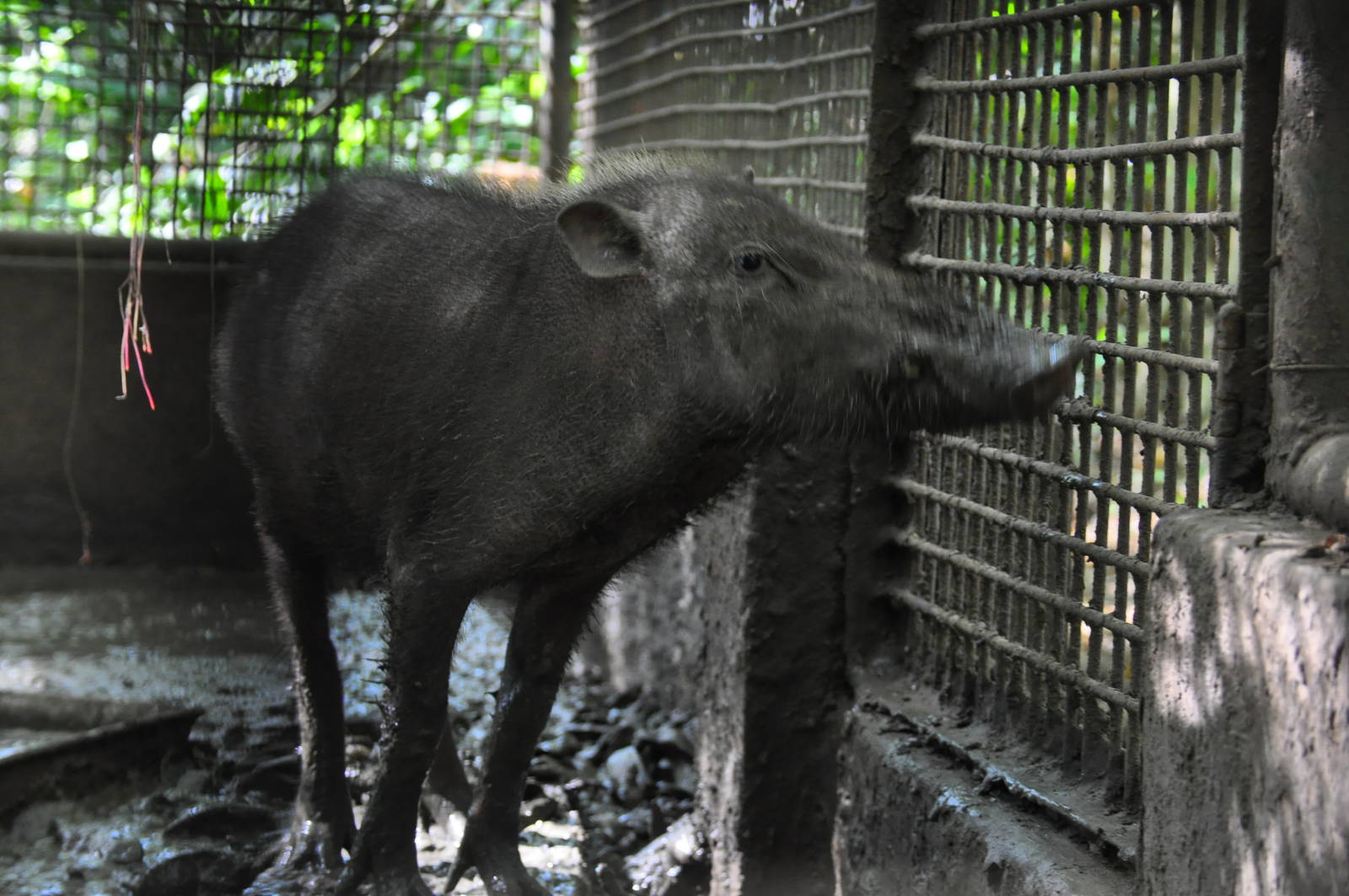 Palawan bearded pig/ Sus ahoenobarbus