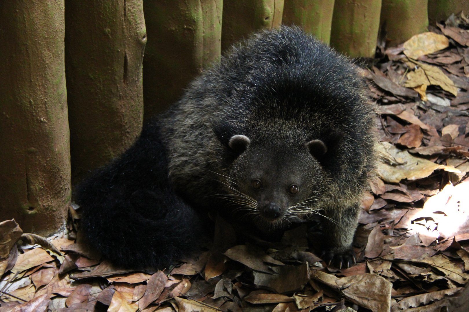 Palawan bingturong (Arctictis binturong whitei)