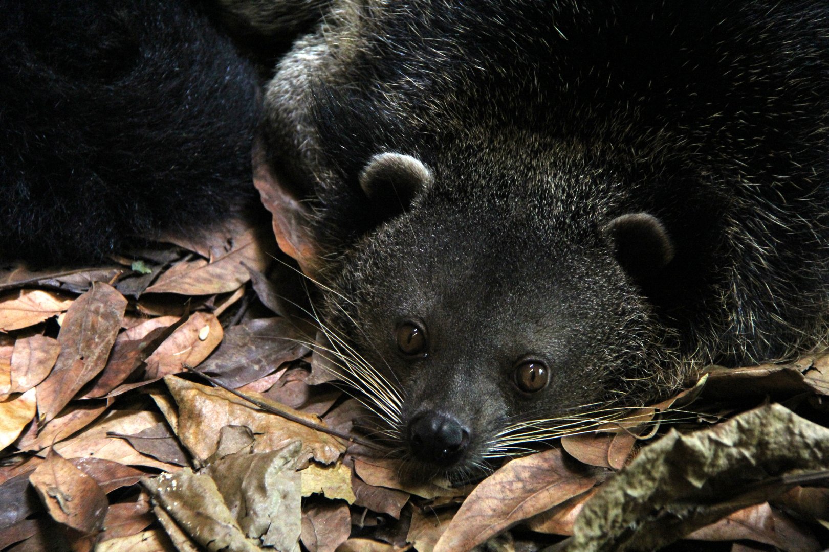 Palawan bingturong (Arctictis binturong whitei)
