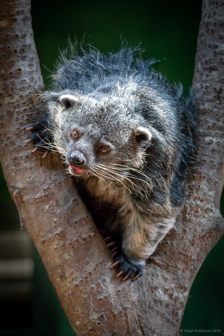 Palawan Binturong - 03/07/2018