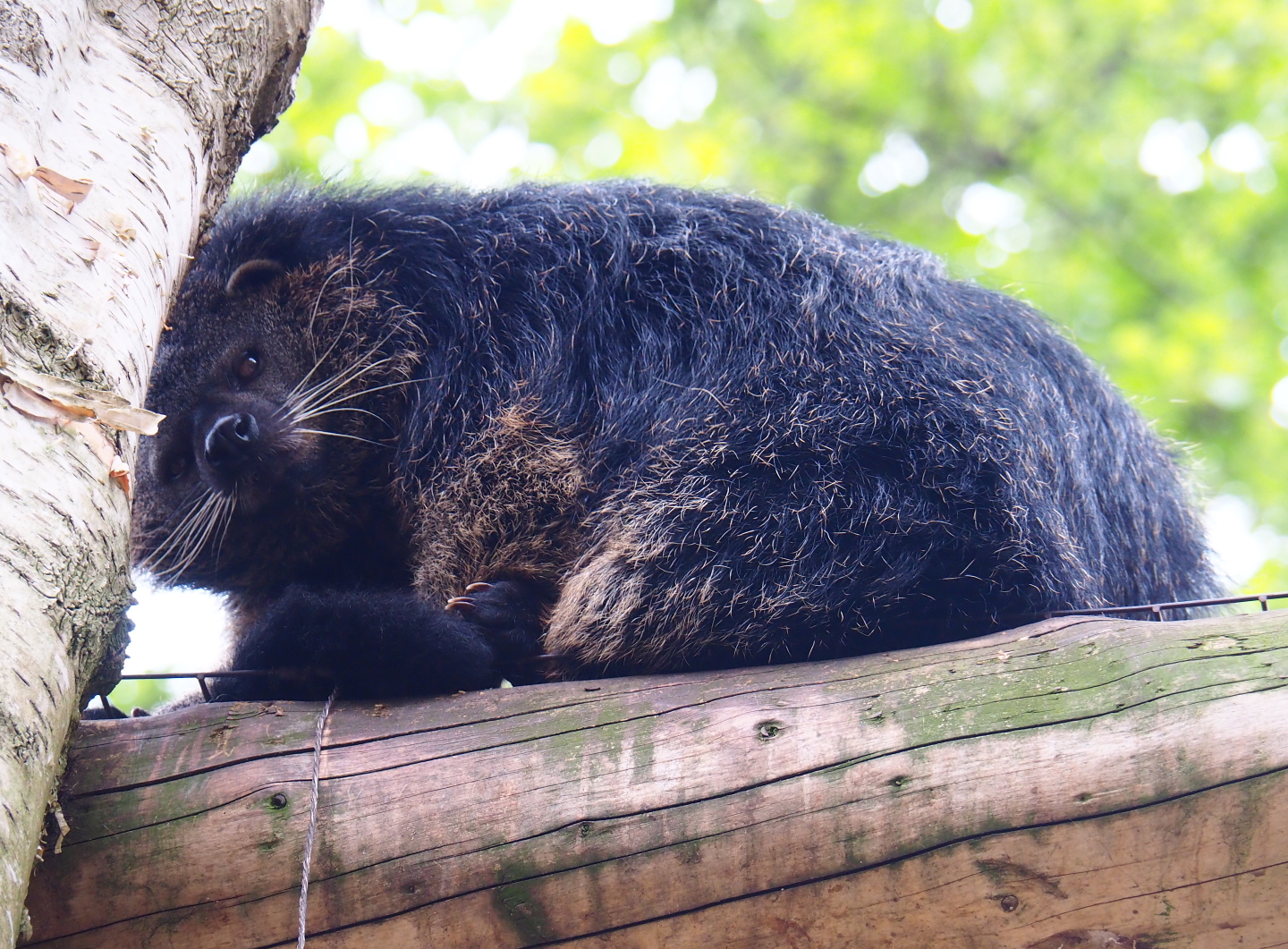 Palawan binturong (Arctictis binturong whitei), 2019-05-25