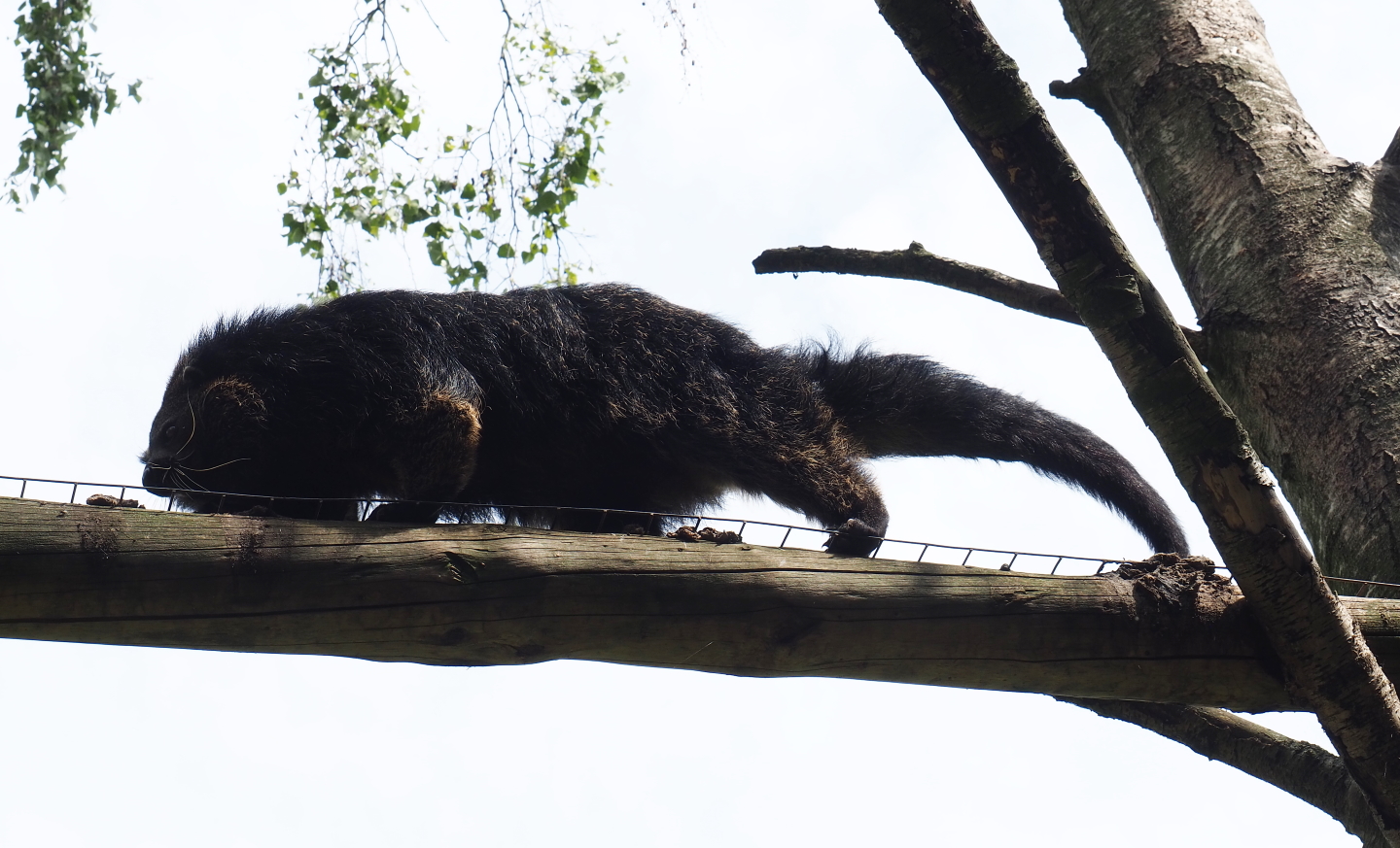 Palawan binturong (Arctictis binturong whitei), 2019-05-25