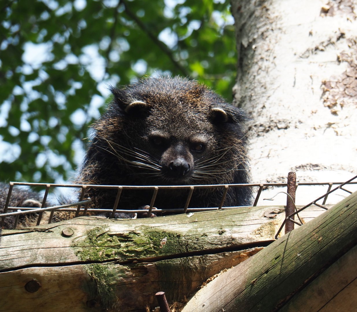 Palawan binturong (Arctictis binturong whitei), 2019-05-25