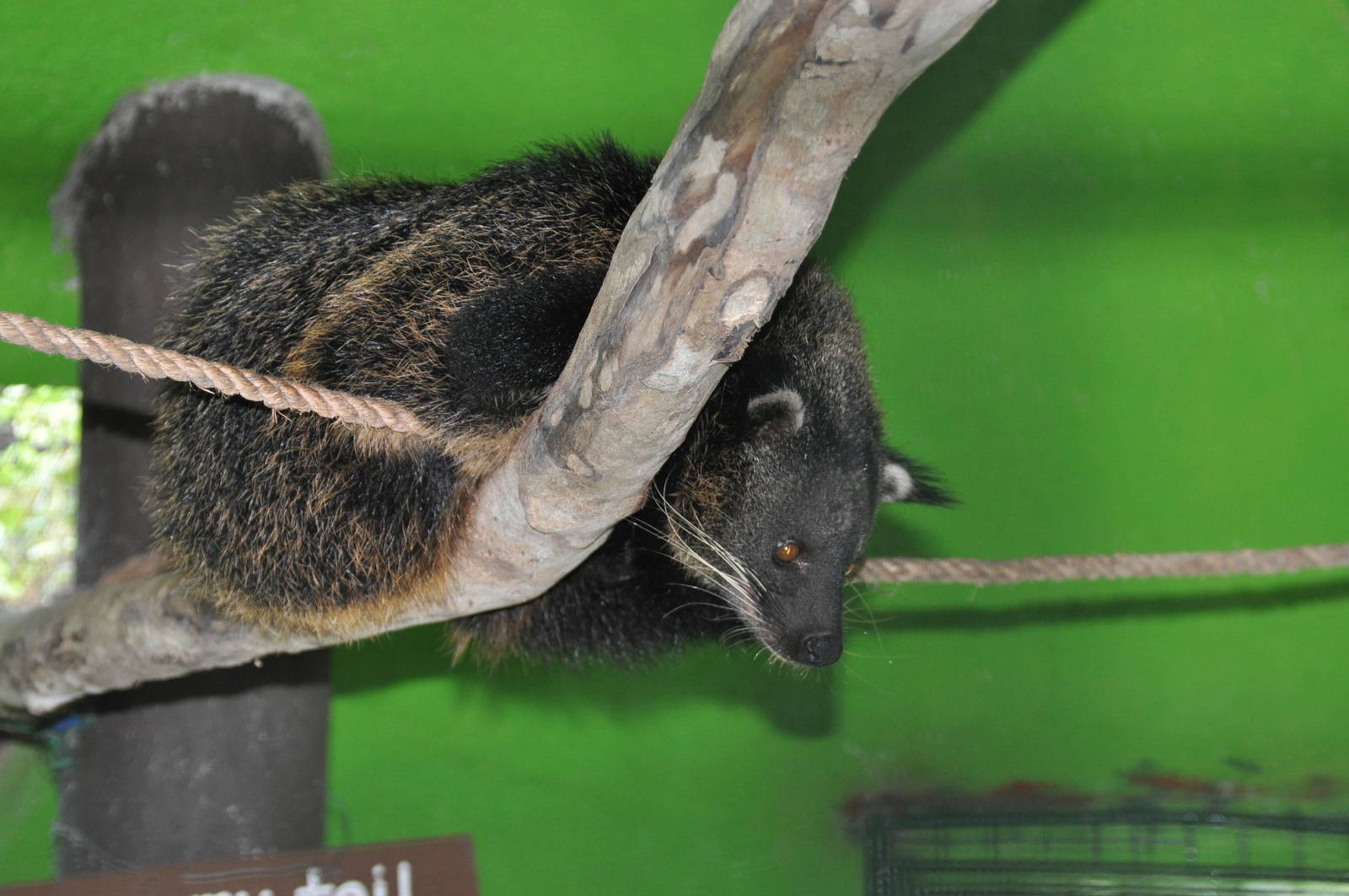 Palawan binturong/ Arctictis binturong whitei