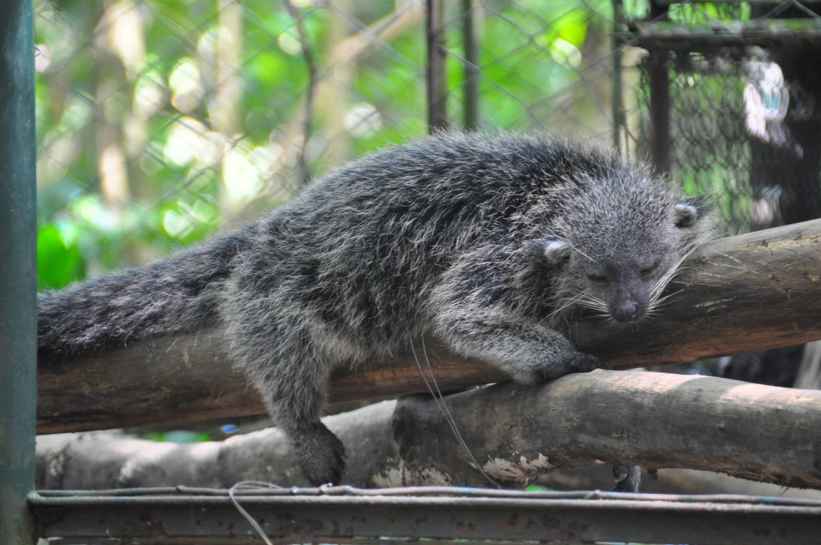 Palawan binturong/ Arctictis binturong whitei