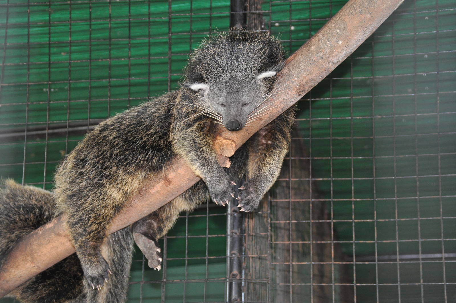 Palawan binturong/ Arctictis binturong whitei