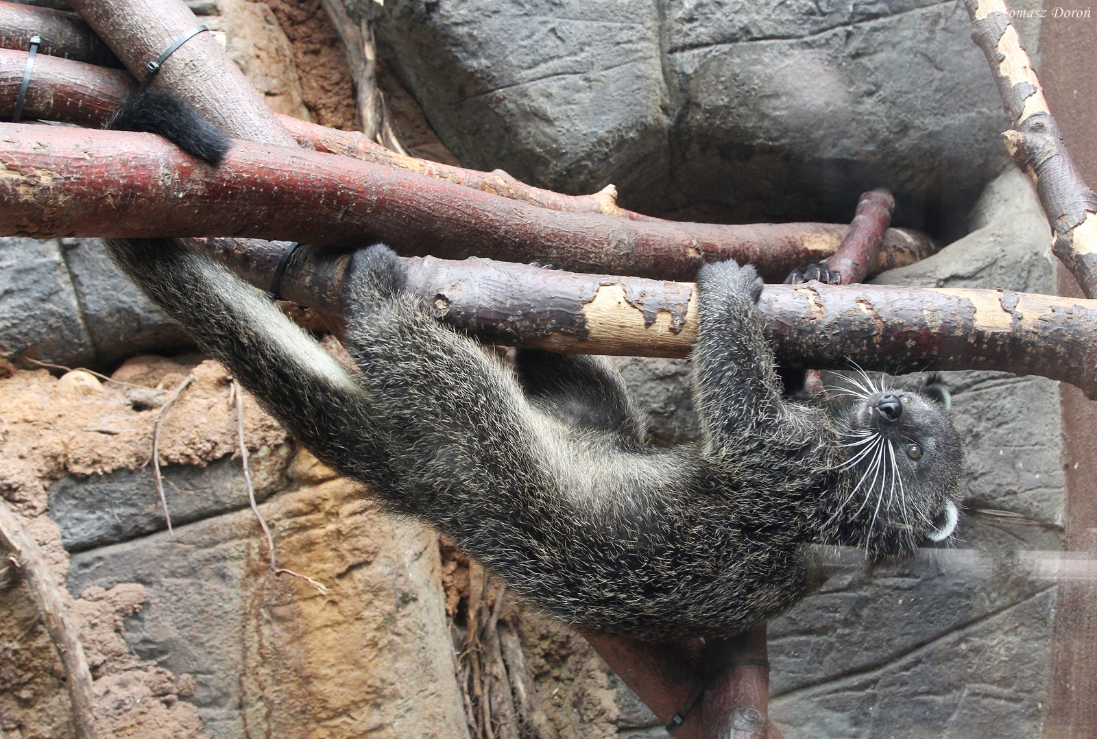 Palawan Binturong (Arctictis binturong whitei)