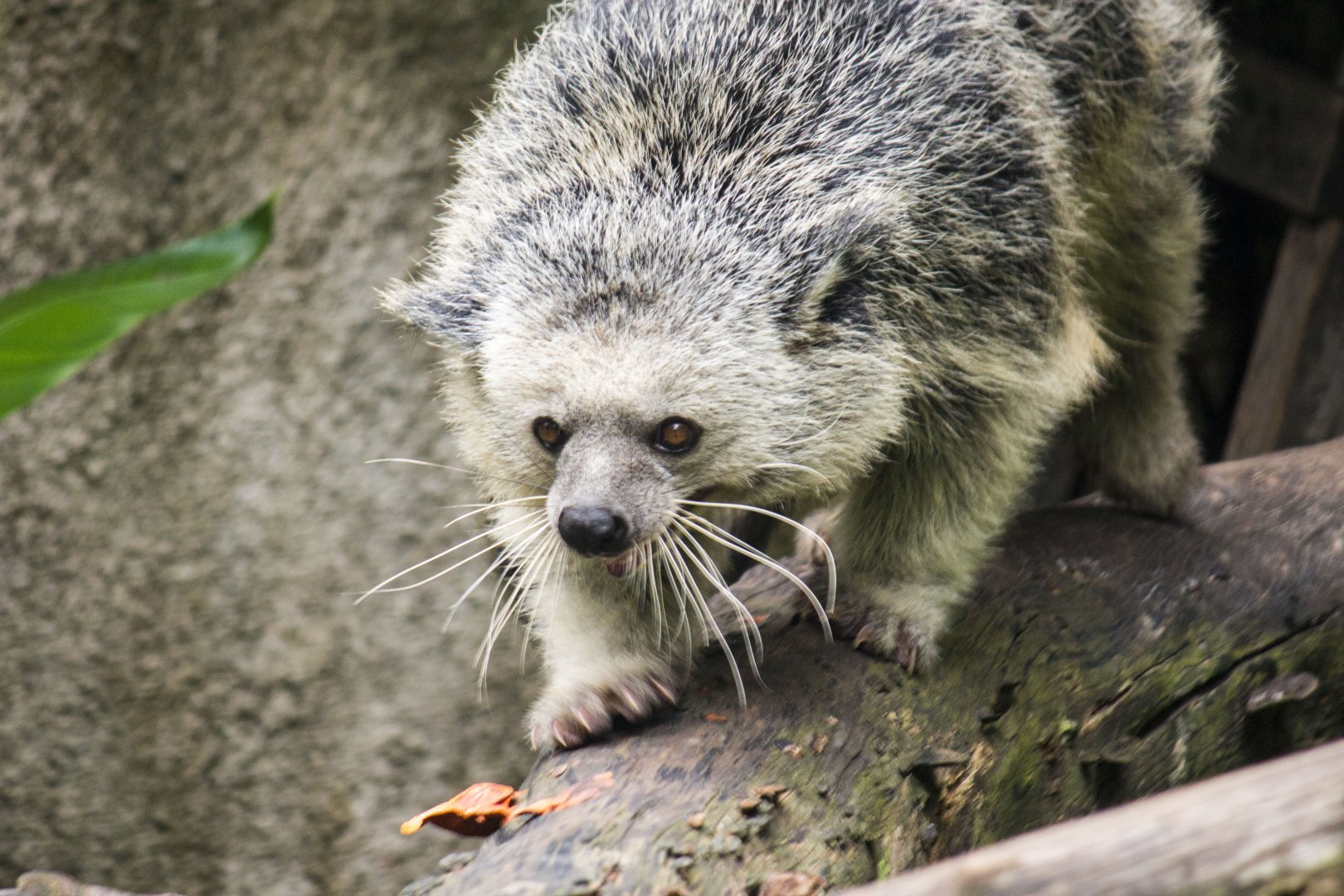Palawan binturong, Arctictis binturong whitei
