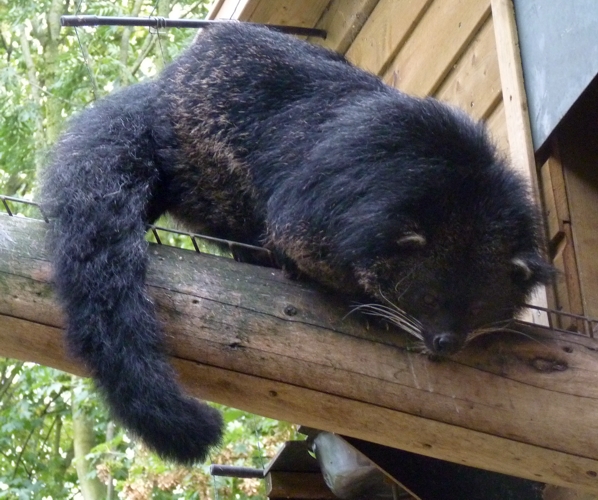 Palawan binturong (Arctictis binturong whitei)