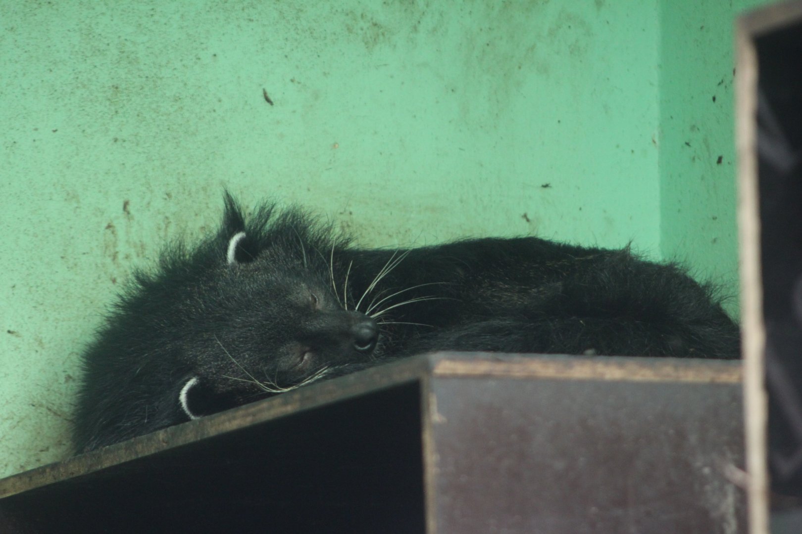 Palawan binturong (Arctictis binturong whitei)