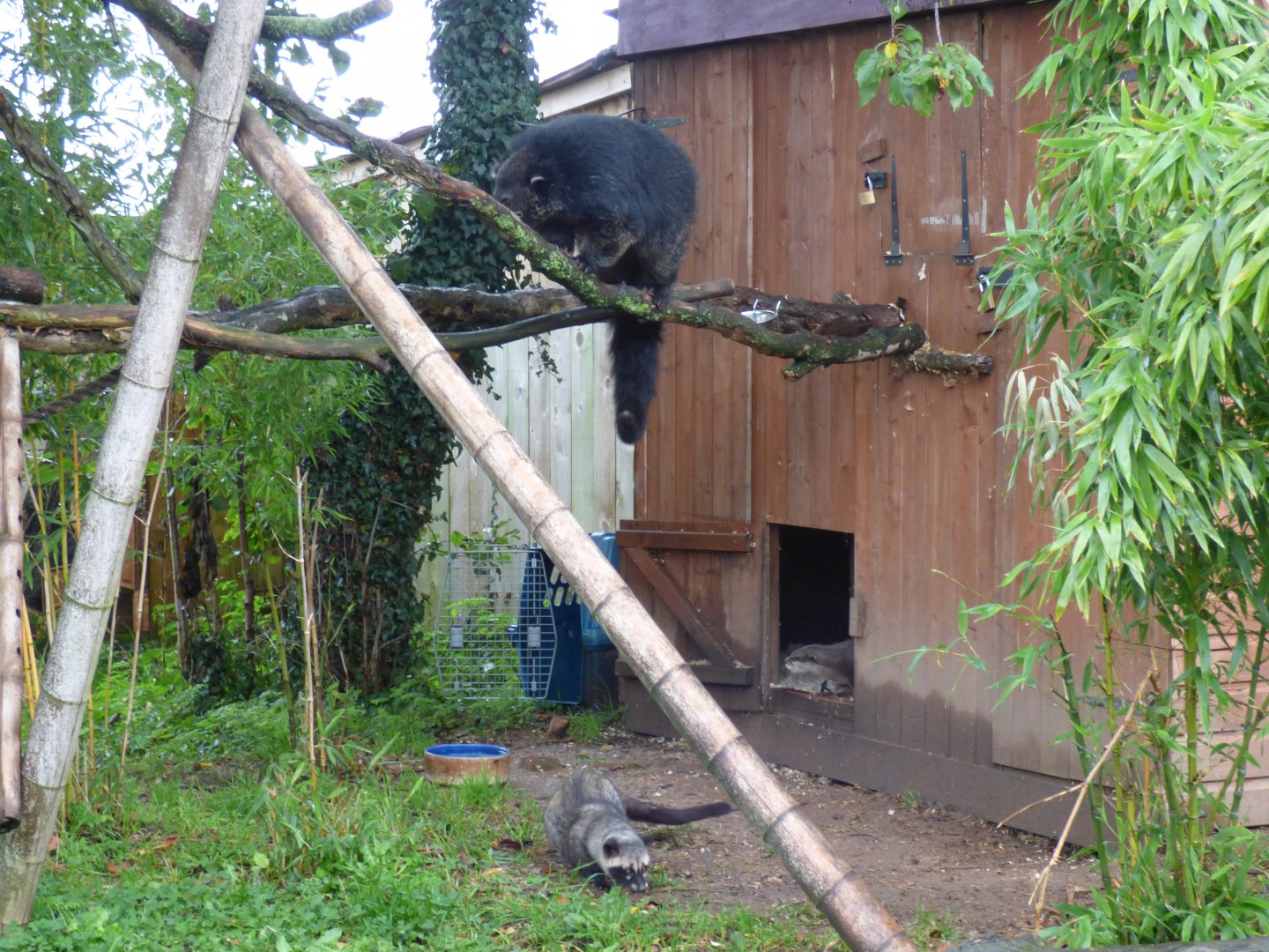 Palawan Binturong, Asian Palm Civet and ASCO mixed enclosure