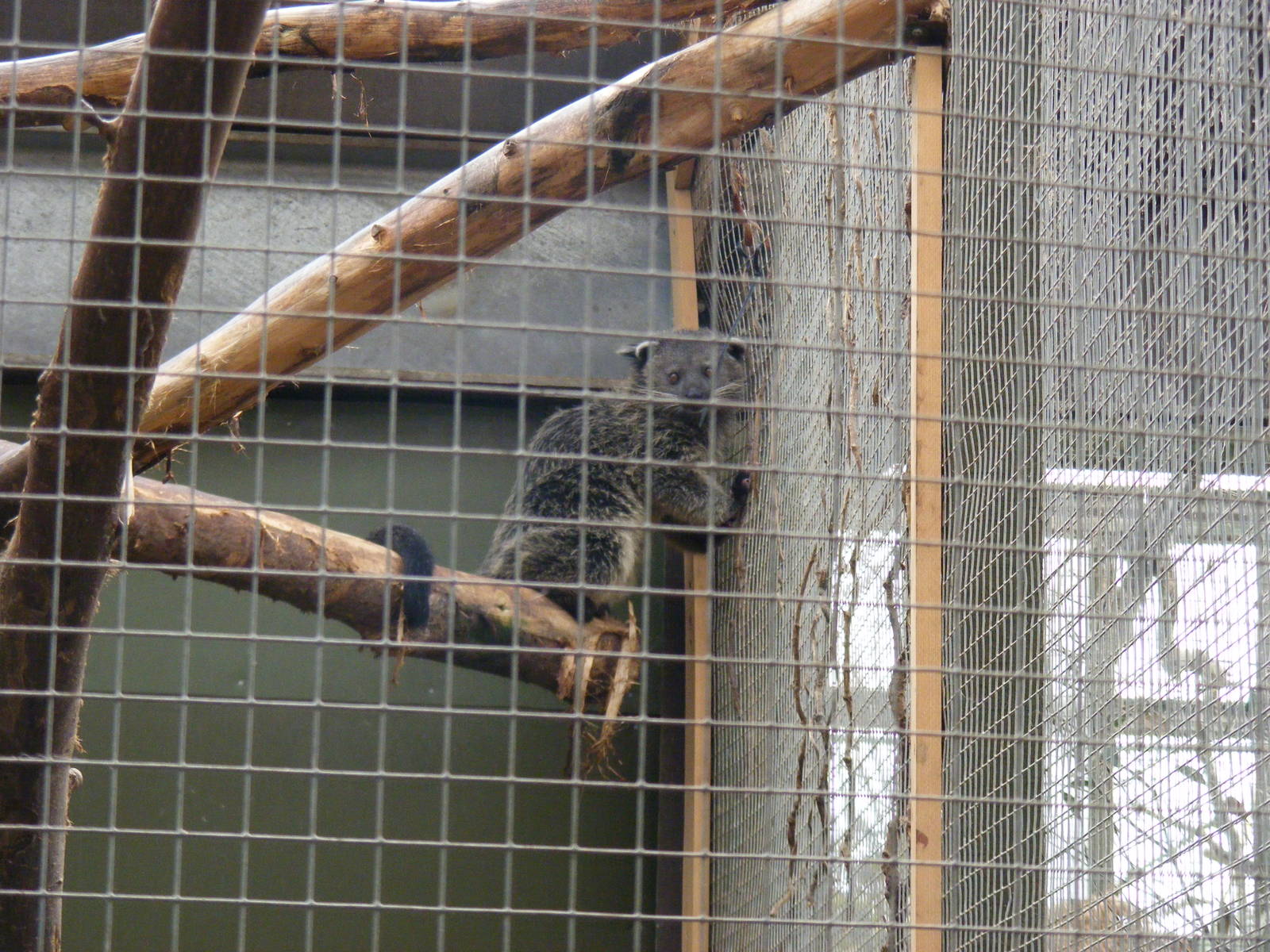 Palawan binturong at RSCC, 2 April 2010
