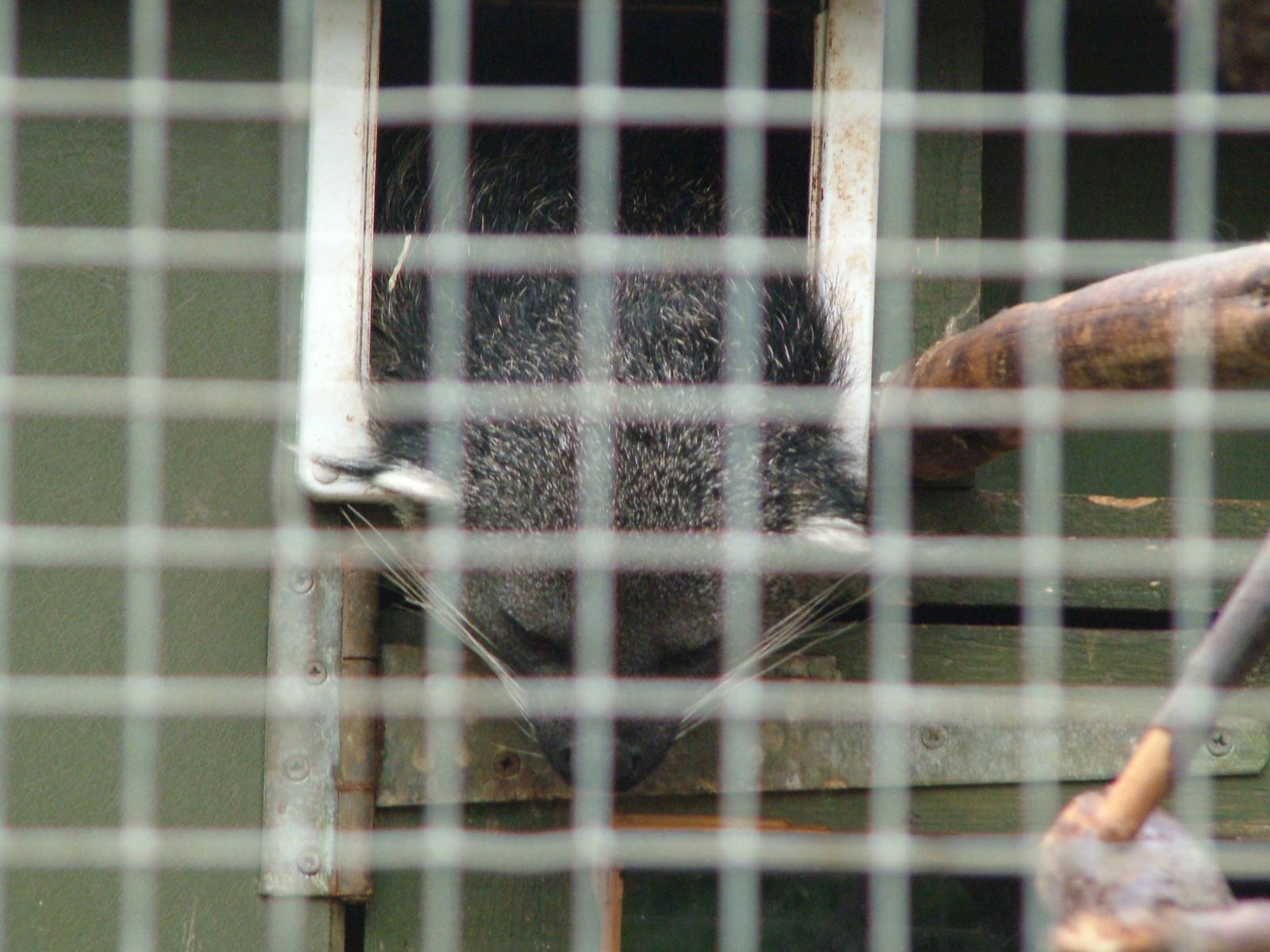 Palawan Binturong at the RSCC, 31/07/10