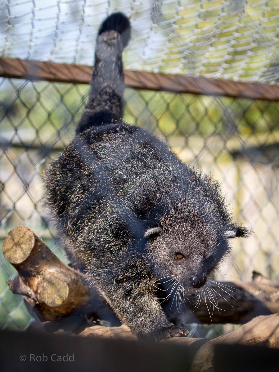 Palawan binturong : Axe Valley : 22 Sep 2015