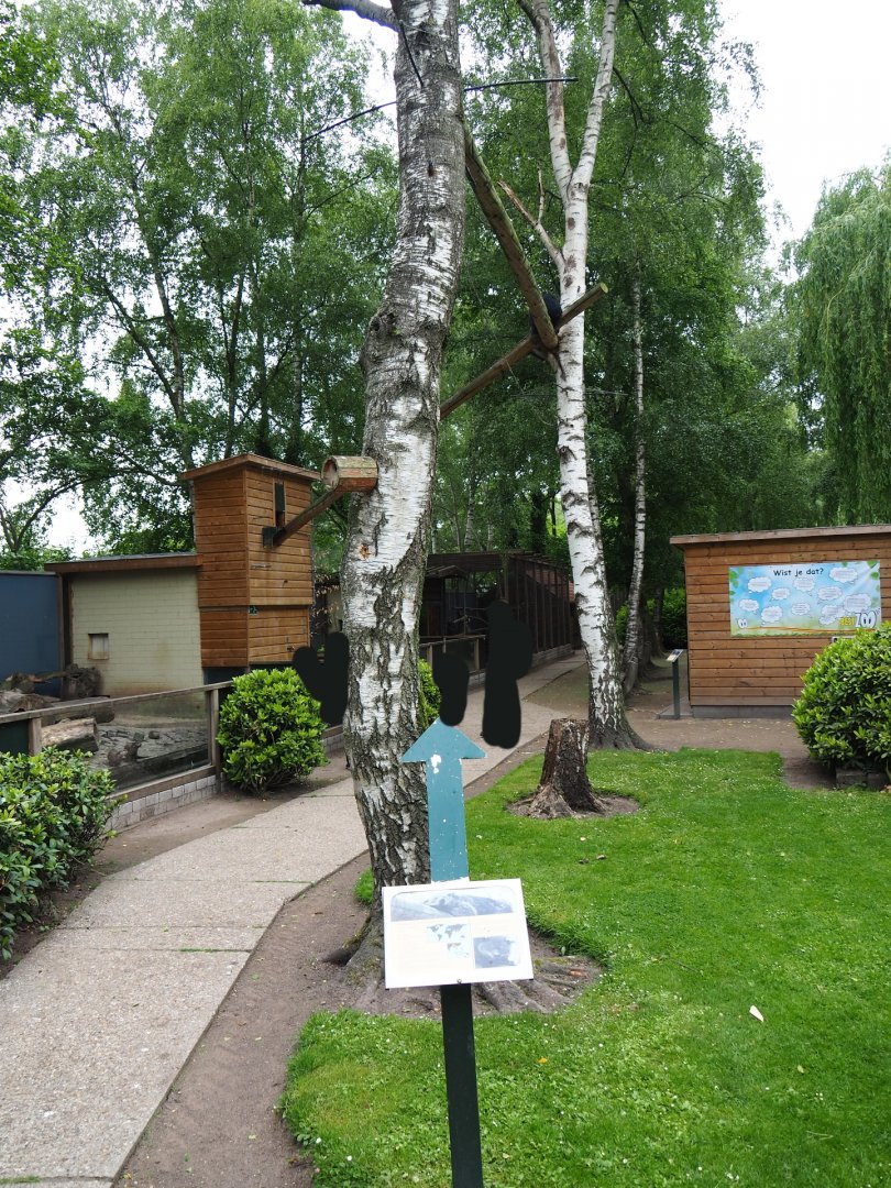 Palawan binturong exhibit, 2019-05-25