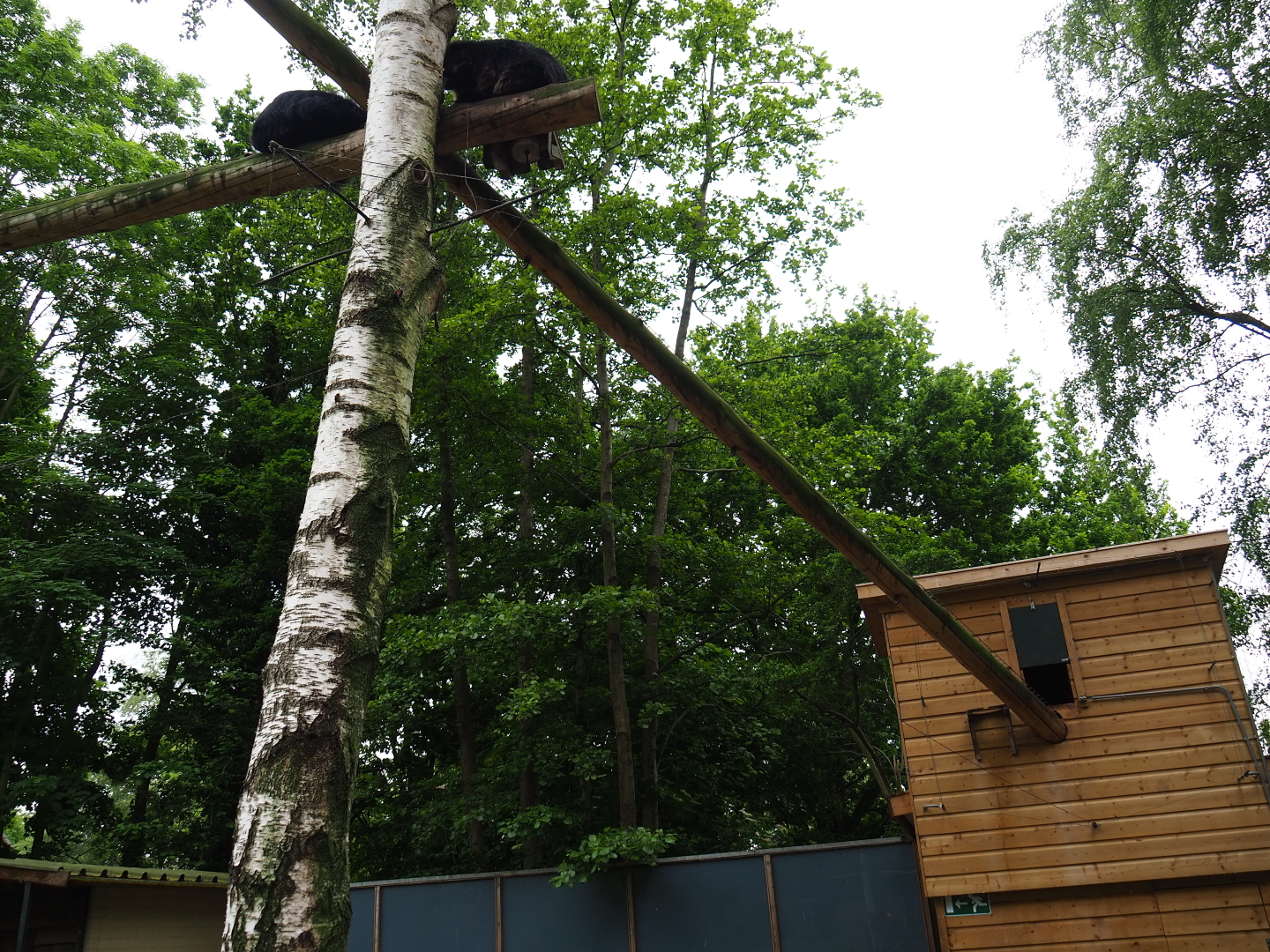 Palawan binturong exhibit, 2019-05-25