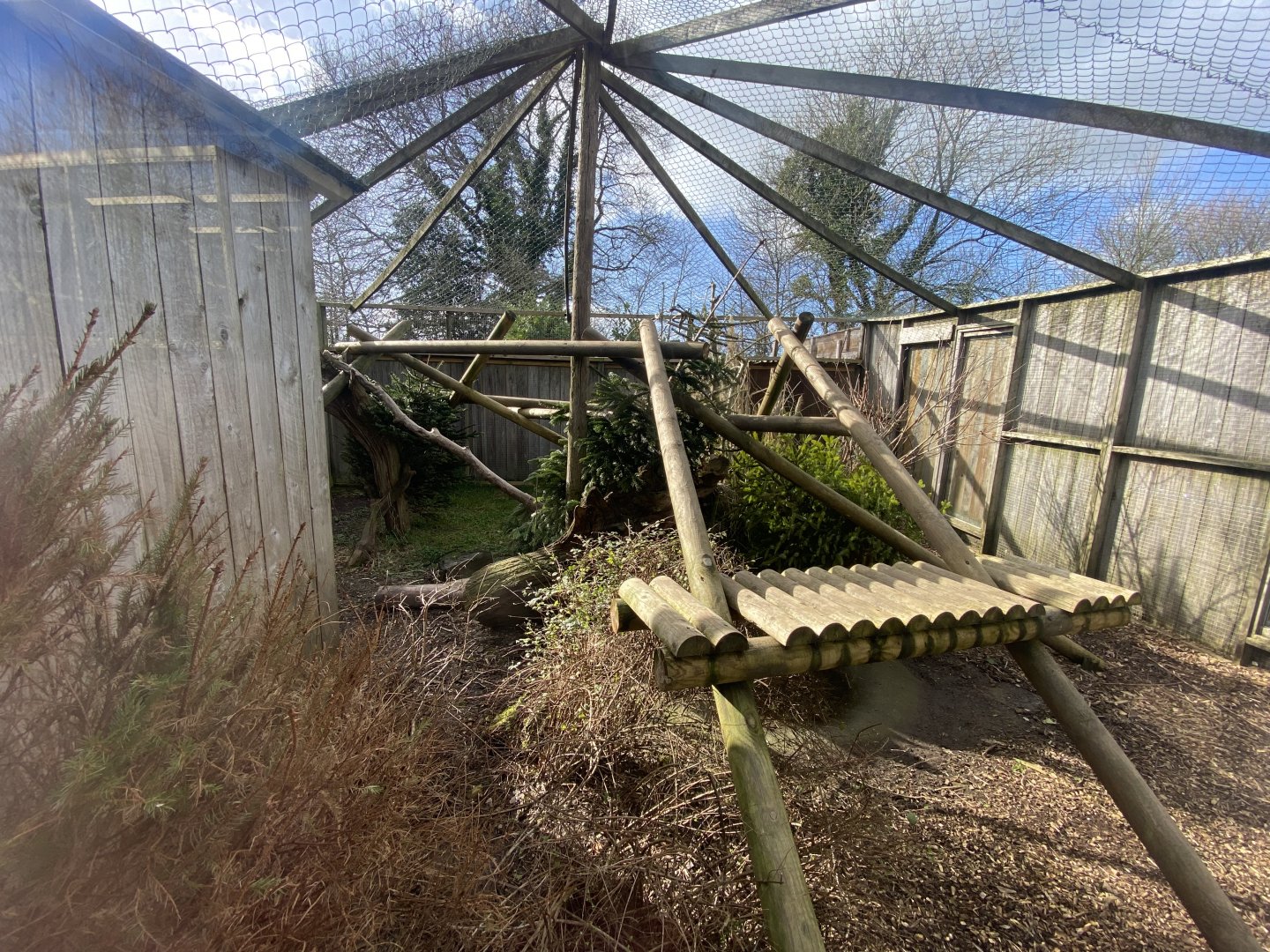 Palawan binturong exhibit 250222