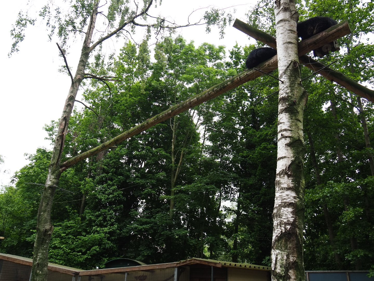 Palawan binturong exhibit - Birch trees and poles, 2019-05-25