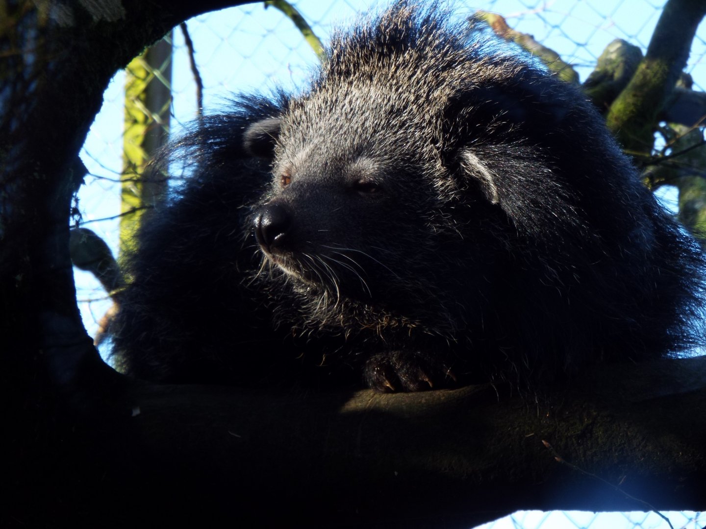 Palawan Binturong, Exmoor Zoo