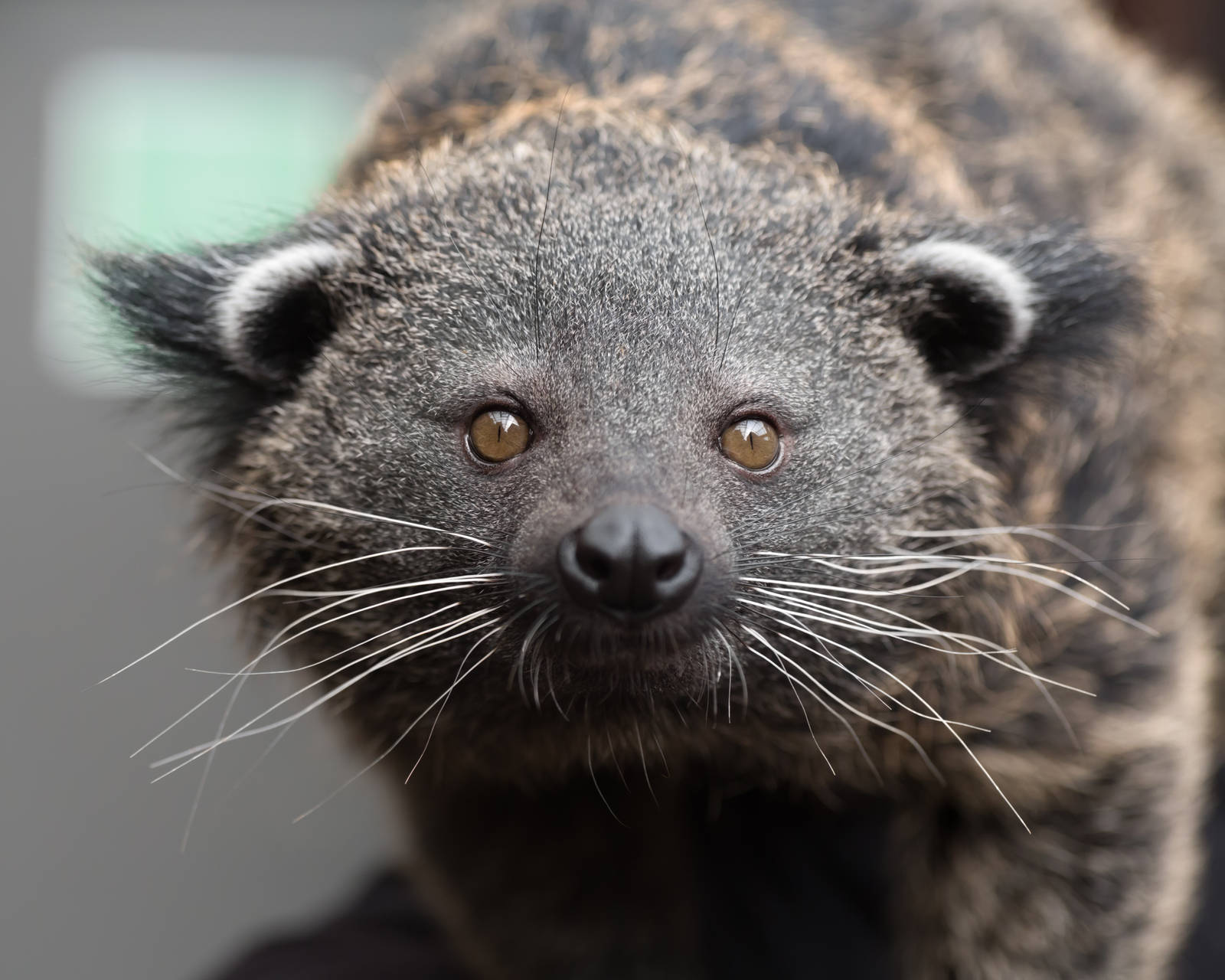 Palawan Binturong (Ferdinand)