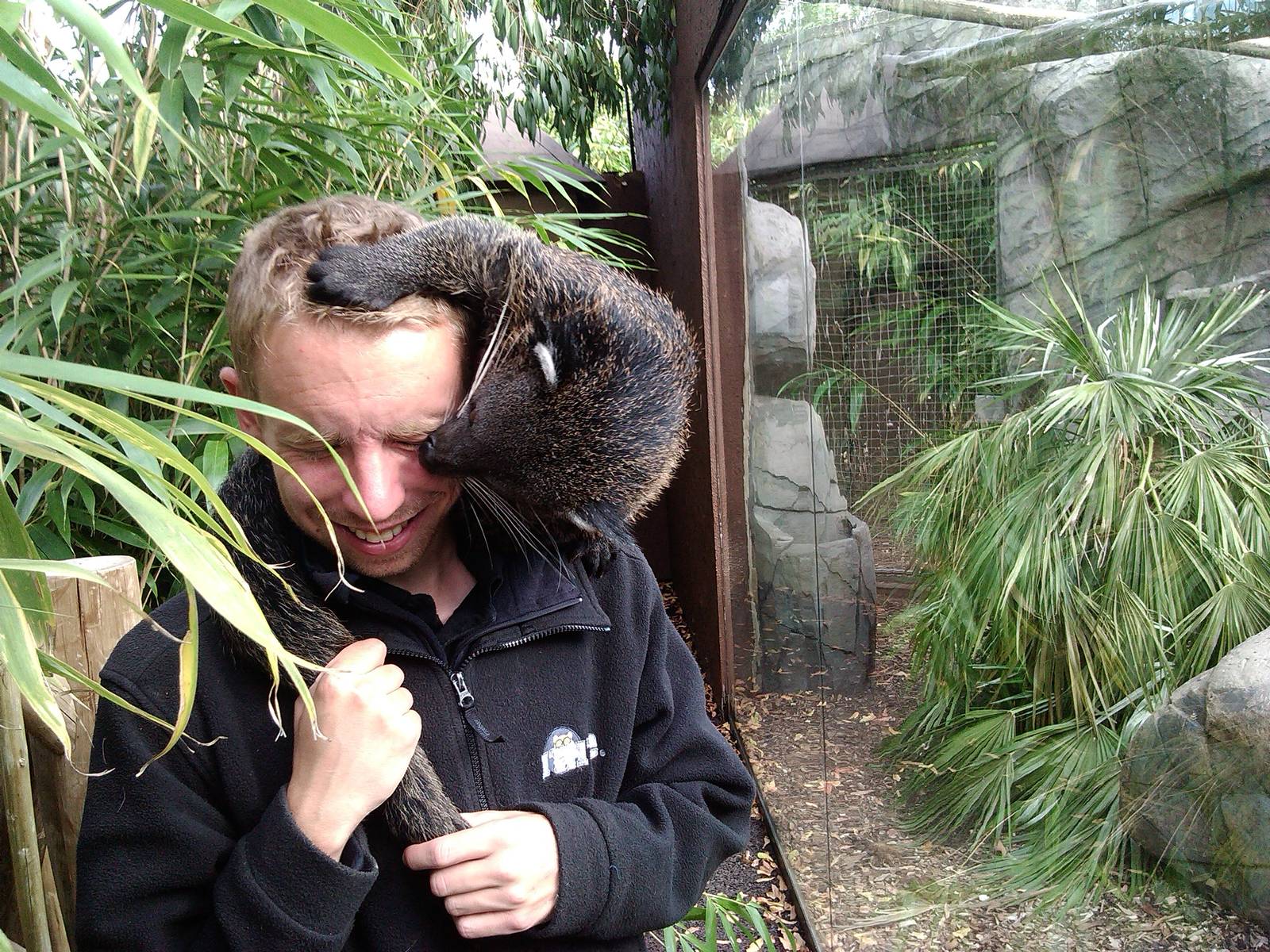 Palawan Binturong getting friendly with keeper !! ( 23rd Sept 2014 )