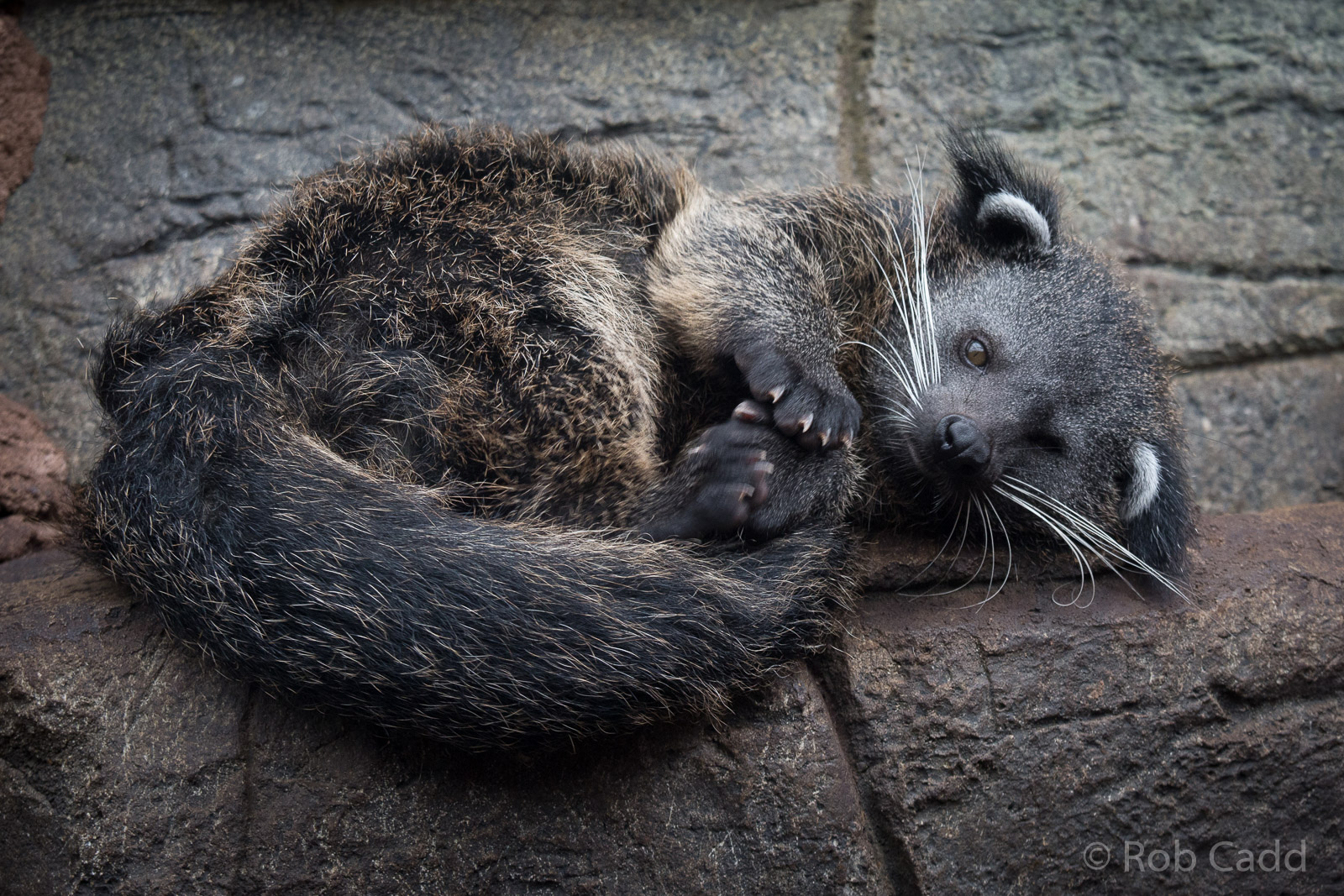 Palawan binturong : RSCC : 12 Oct 2014