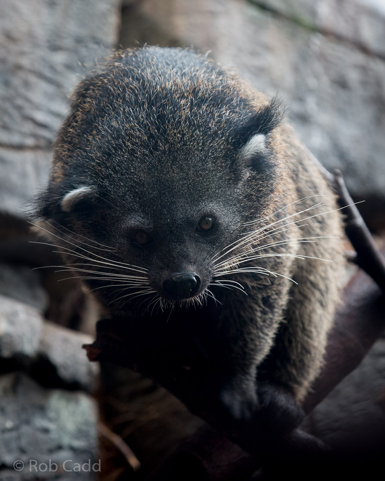 Palawan binturong : RSCC : 12 Oct 2014