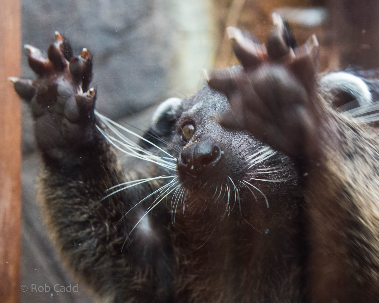 Palawan binturong : RSCC : 12 Oct 2014