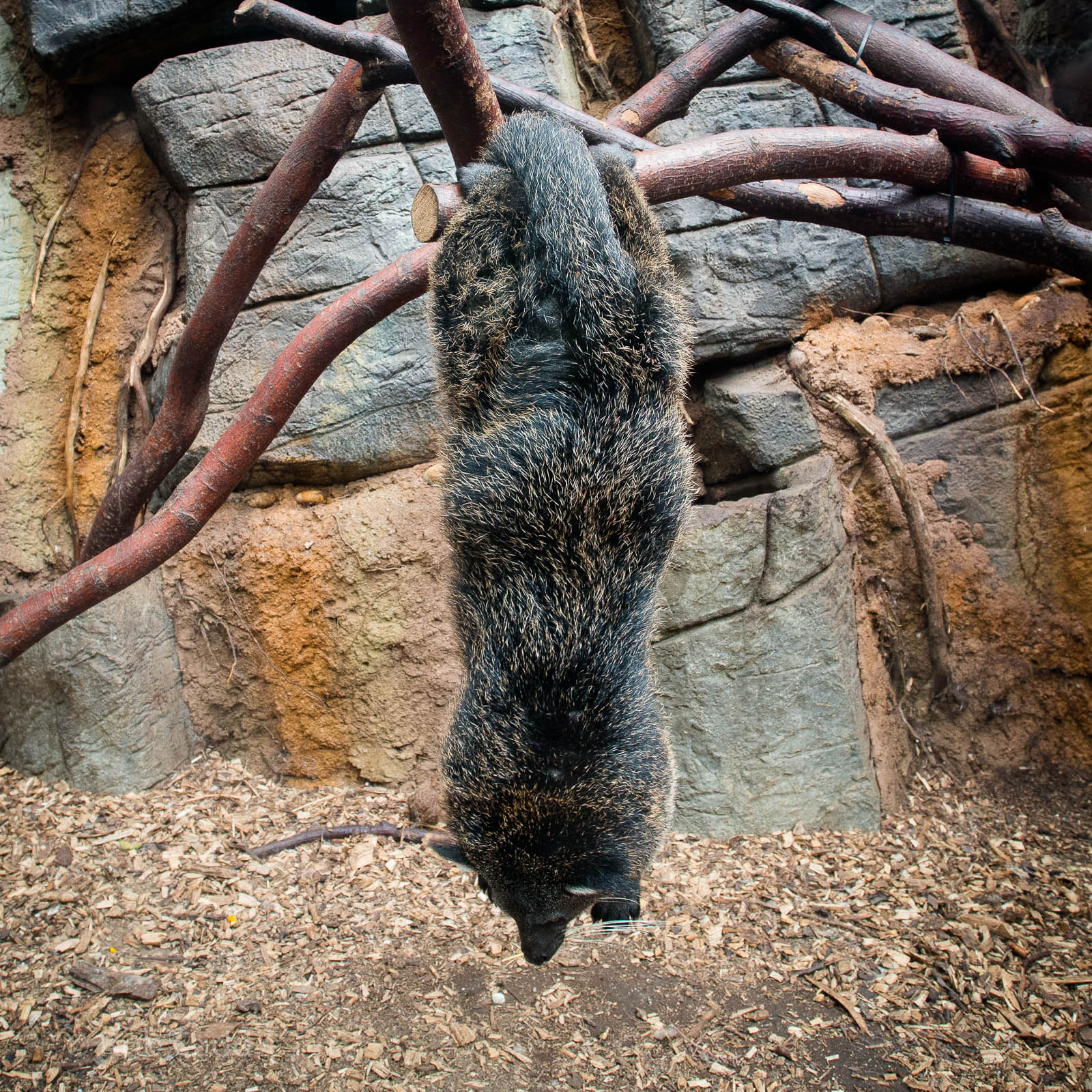 Palawan binturong : RSCC : 17 Oct 2014