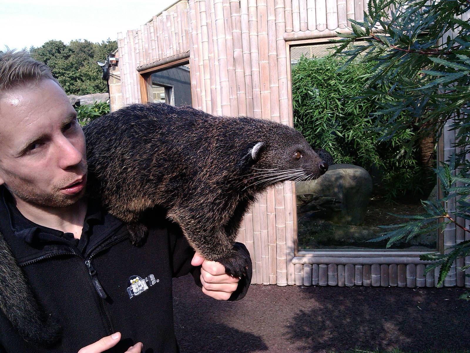 Palawan Binturong with Keeper (23rd Sept 2014 )