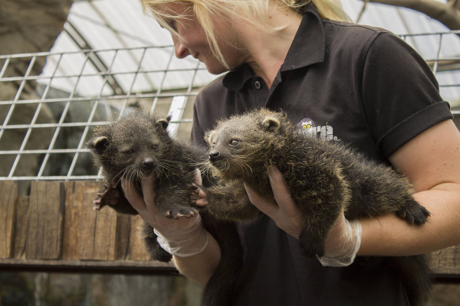 Palawan binturong youngsters