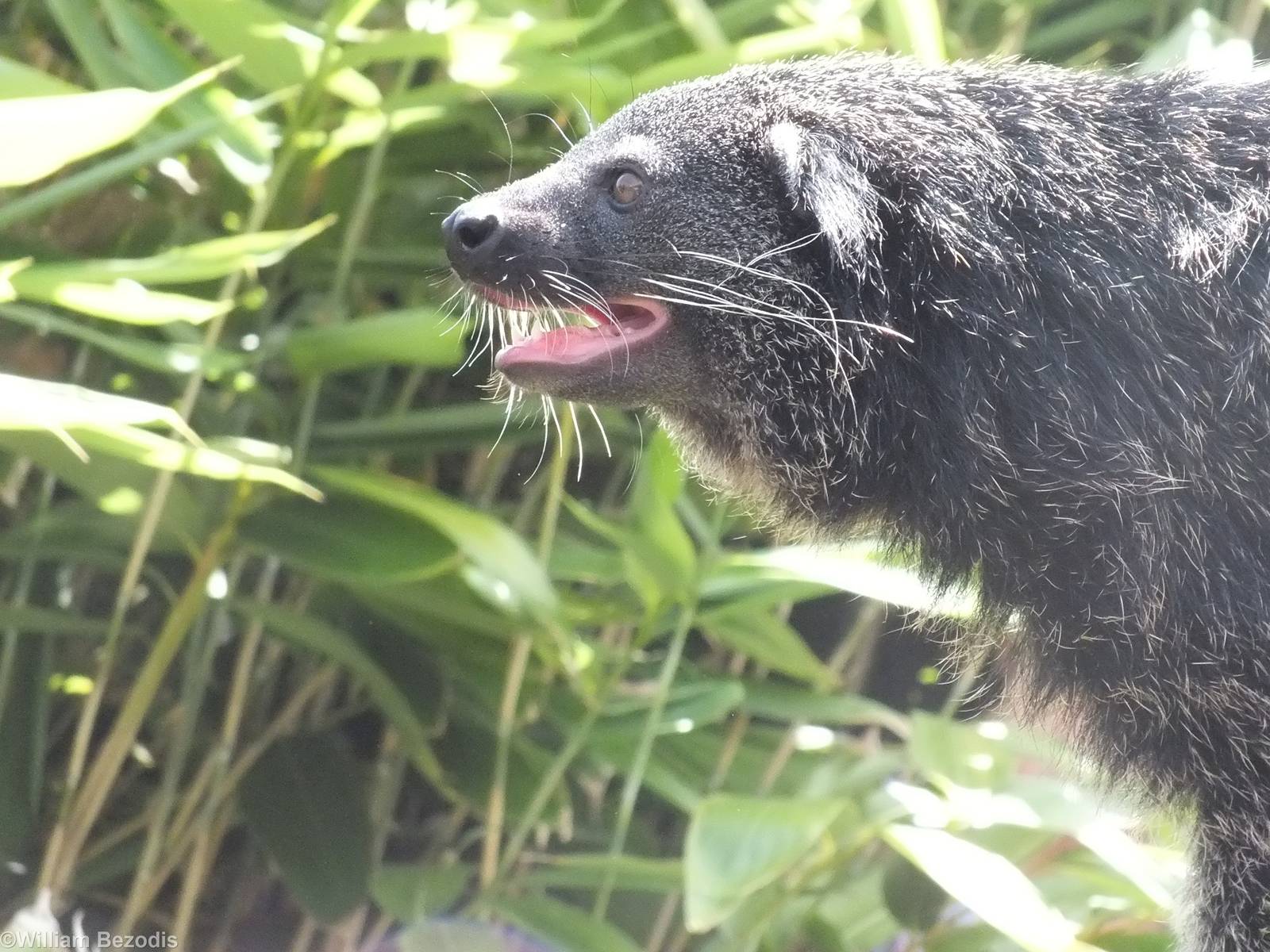 Palawan Binturong