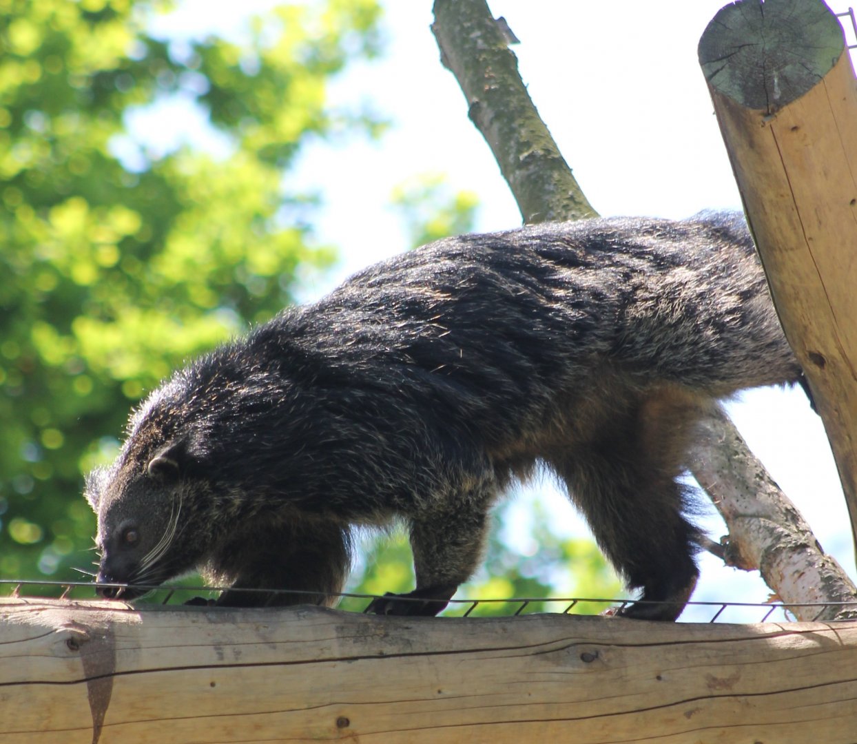 Palawan binturong