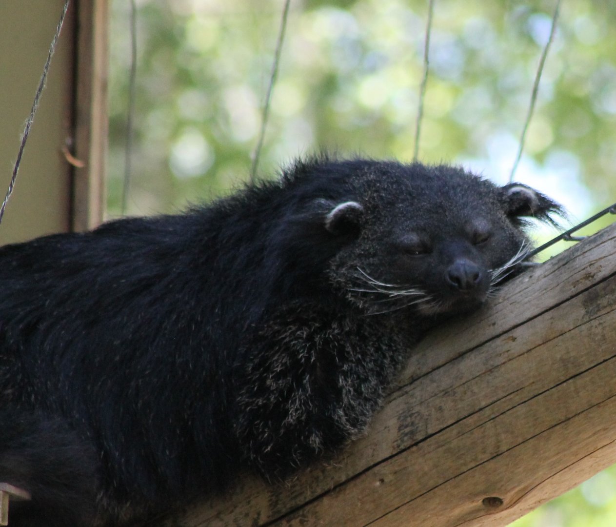 Palawan binturong