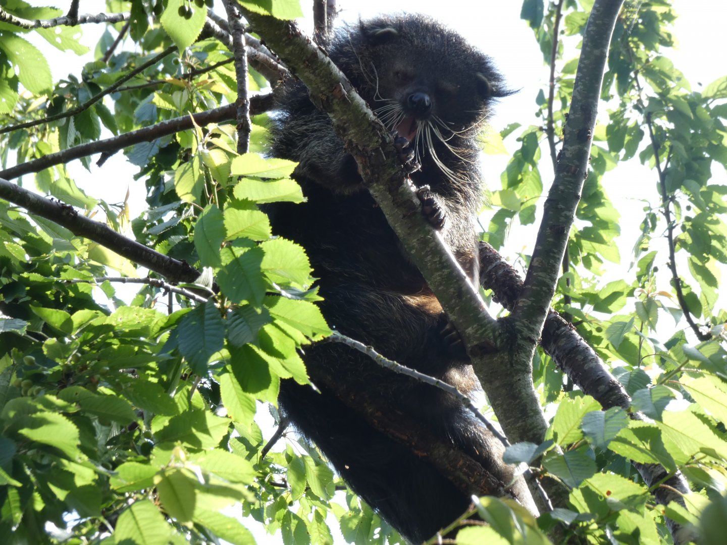 Palawan Binturong
