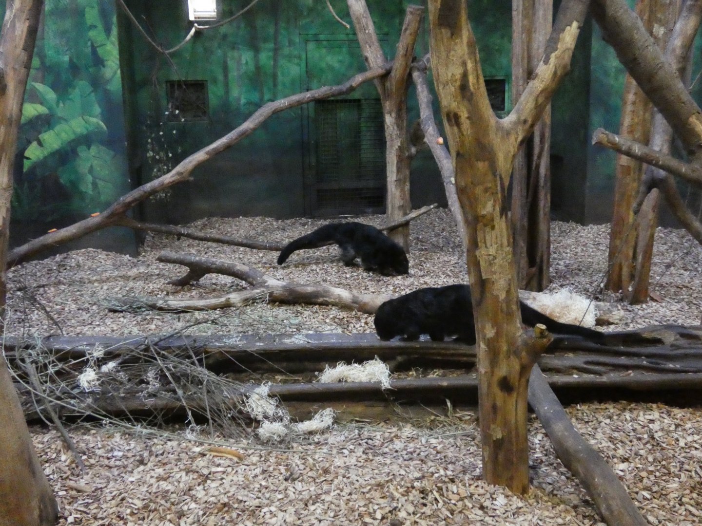 Palawan binturong